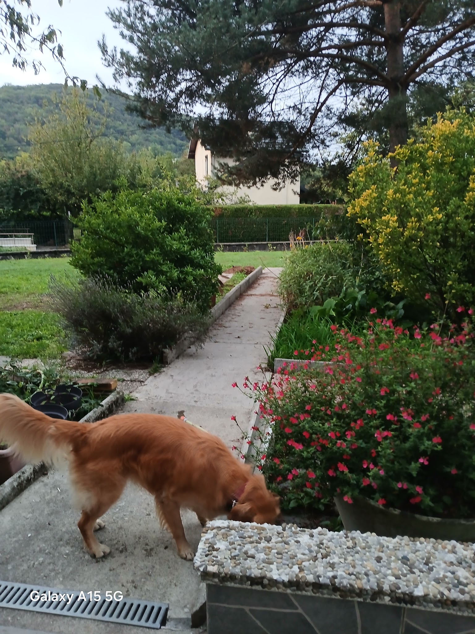 Annecy pet-sitting family by Elodie — photo