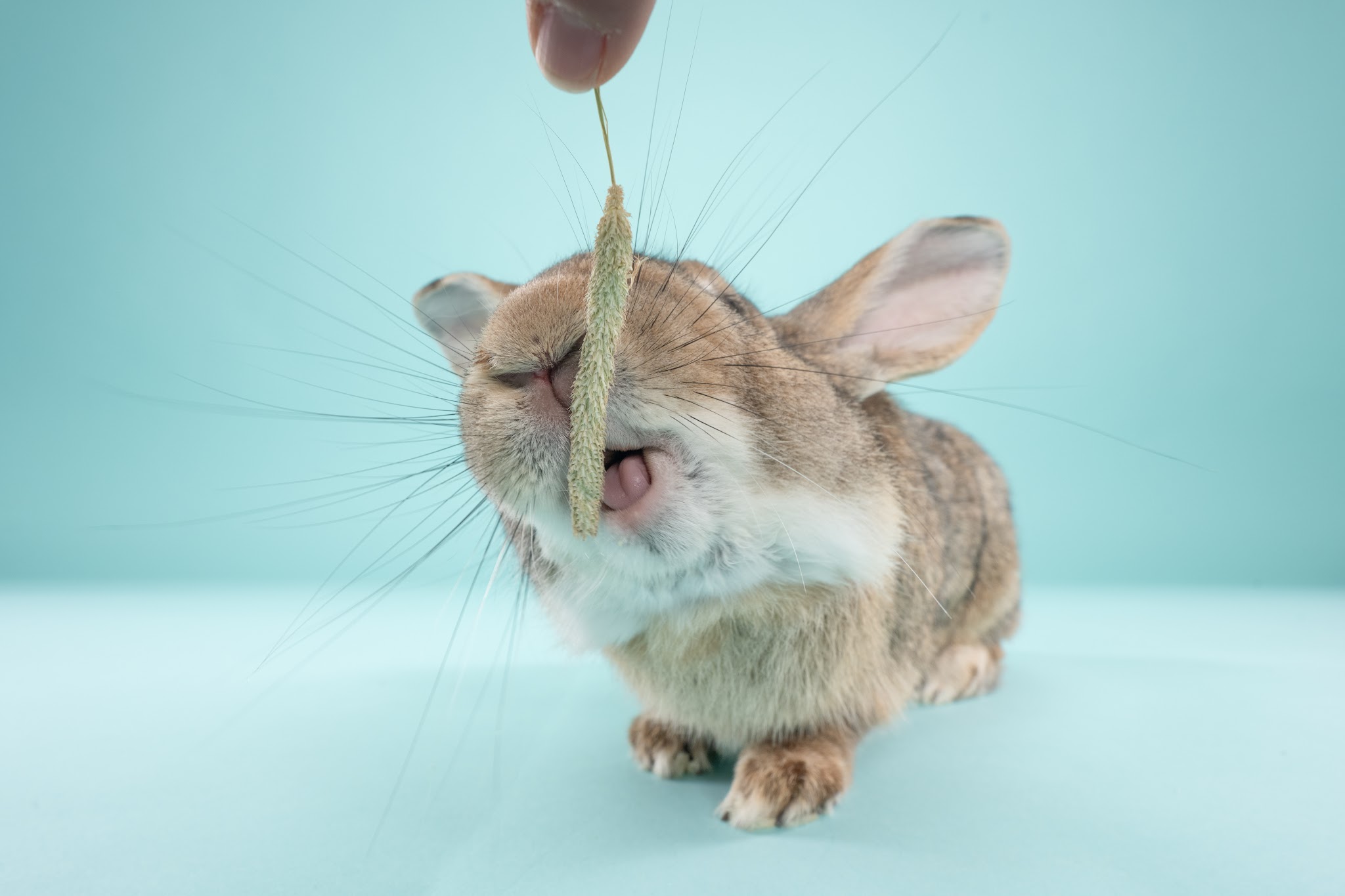 La Garderie des P'tits C.u.l.s (Garderie pour lapins🐰🐇)