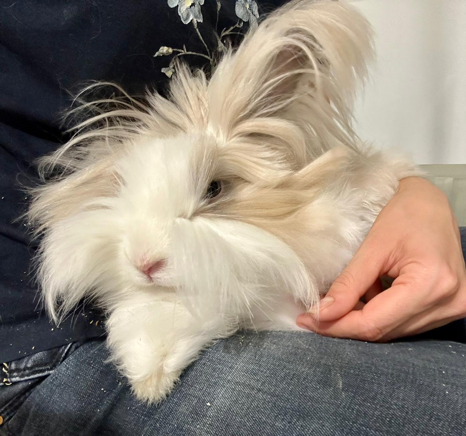 La Garderie des P'tits C.u.l.s (Garderie pour lapins🐰🐇) — photo