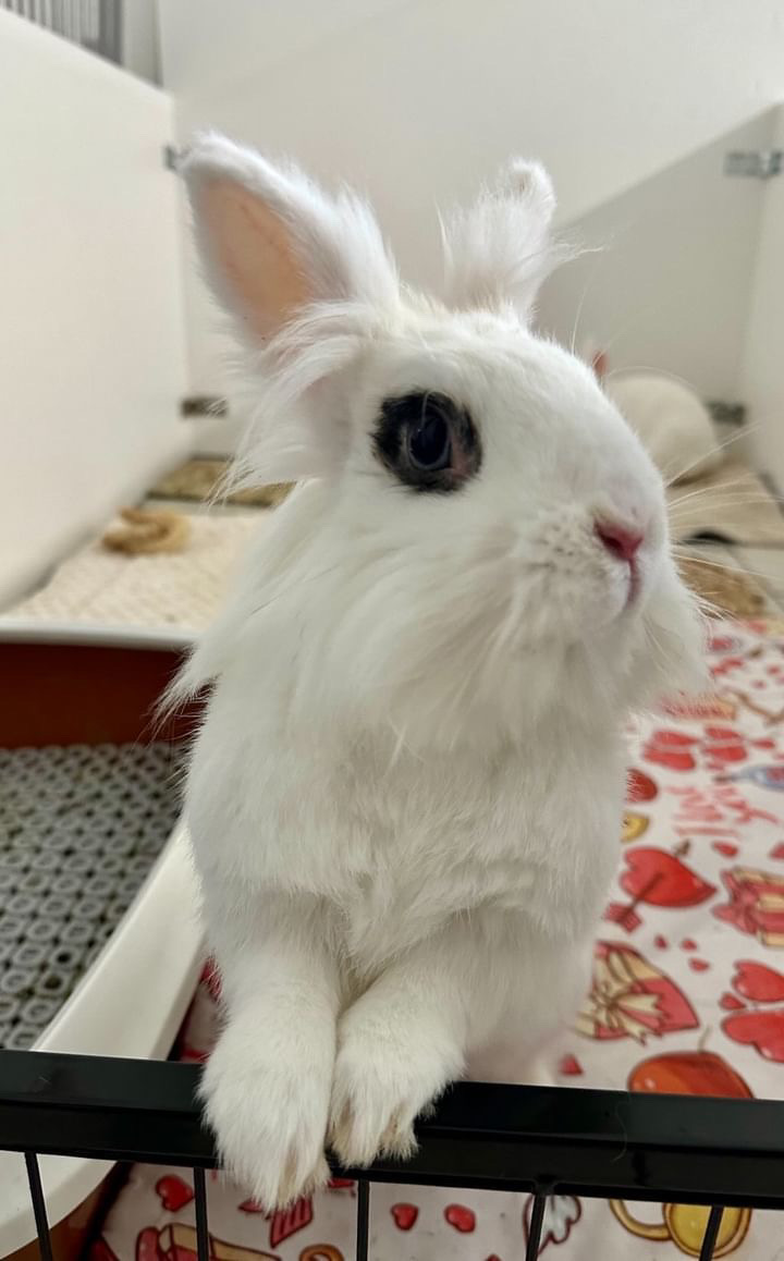 La Garderie des P'tits C.u.l.s (Garderie pour lapins🐰🐇) — photo