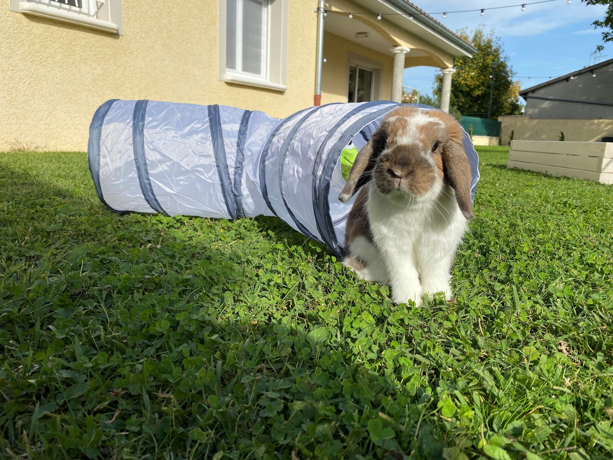La Garderie des P'tits C.u.l.s (Garderie pour lapins🐰🐇) — photo