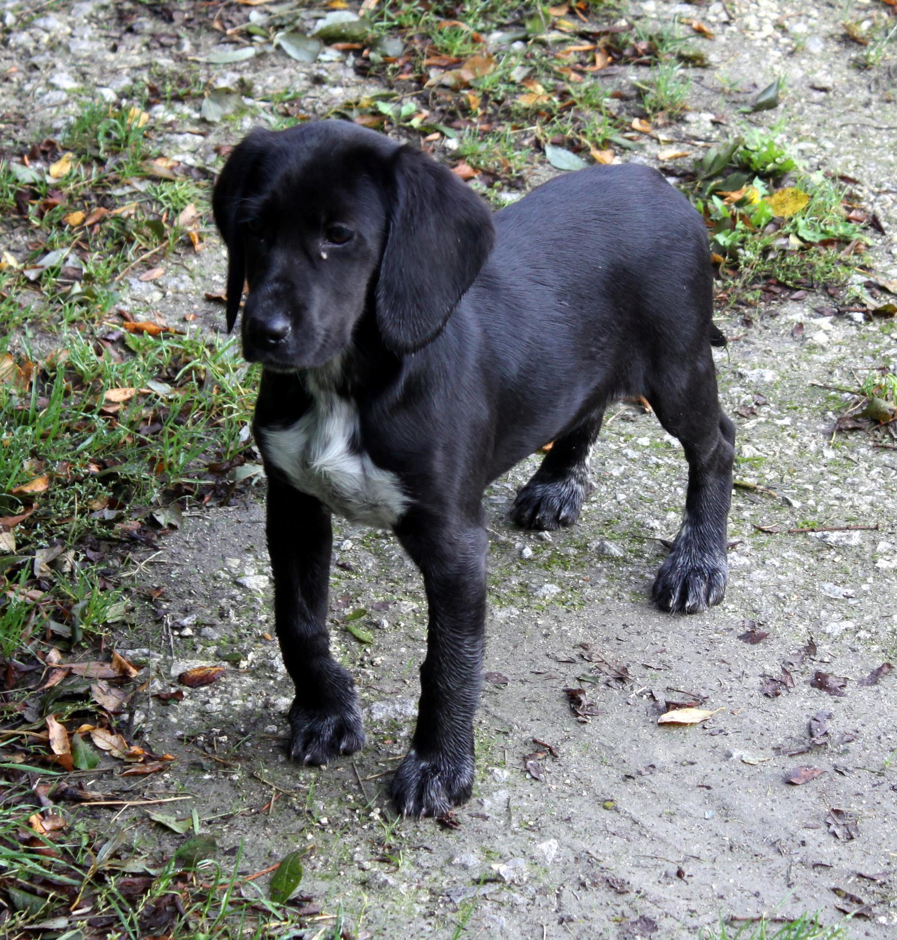 Chenil de la Prise des Viviers — photo