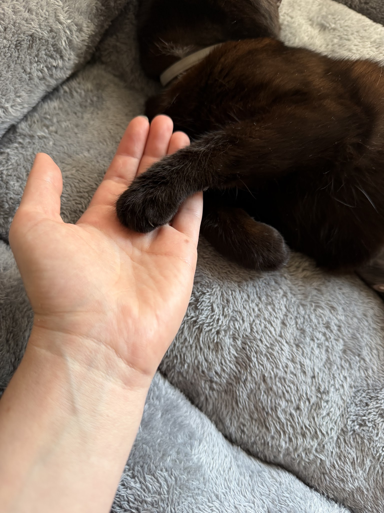 Lise & Cie | Pet sitter | Garde de chat, chien & NAC — photo