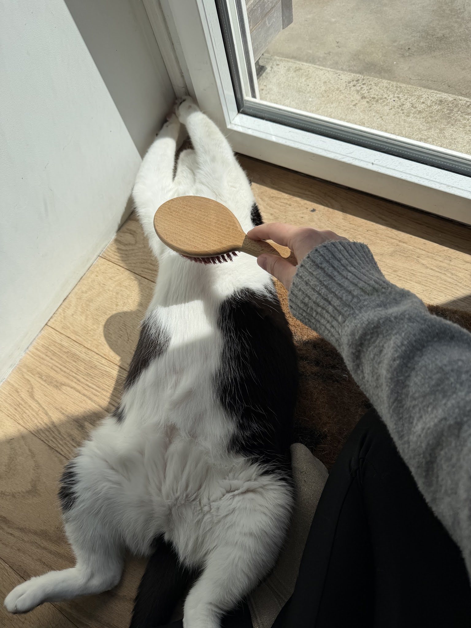 Lise & Cie | Pet sitter | Garde de chat, chien & NAC — photo