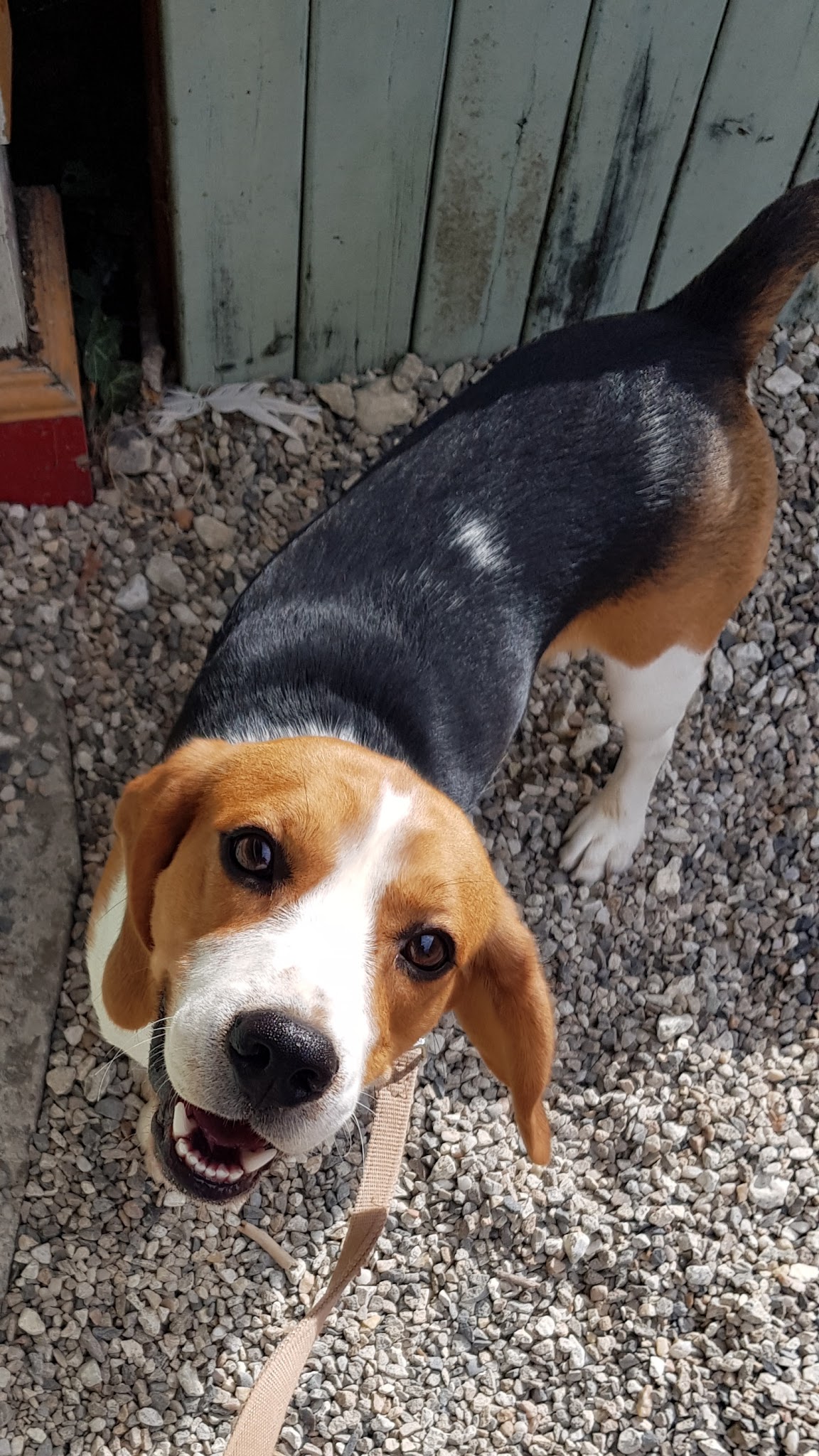 Le Pouget - Pension/Boarding House pour Chiens et Chats — photo