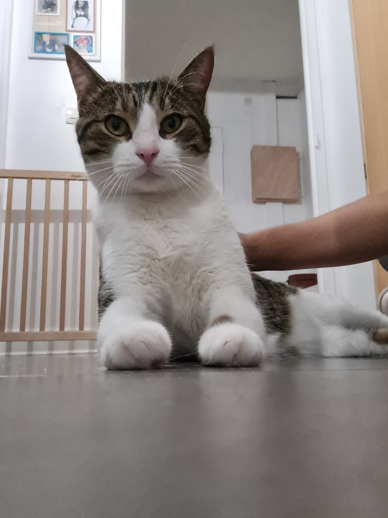 Pets Lande — photo