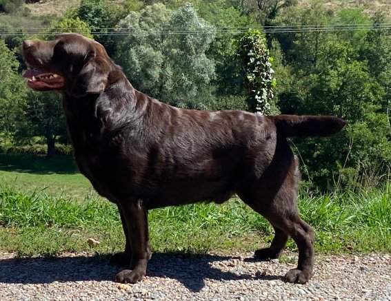 Elevage des terres sacrées chiots labrador, golden retriever, spitz allemand, pension et éducation canine — photo