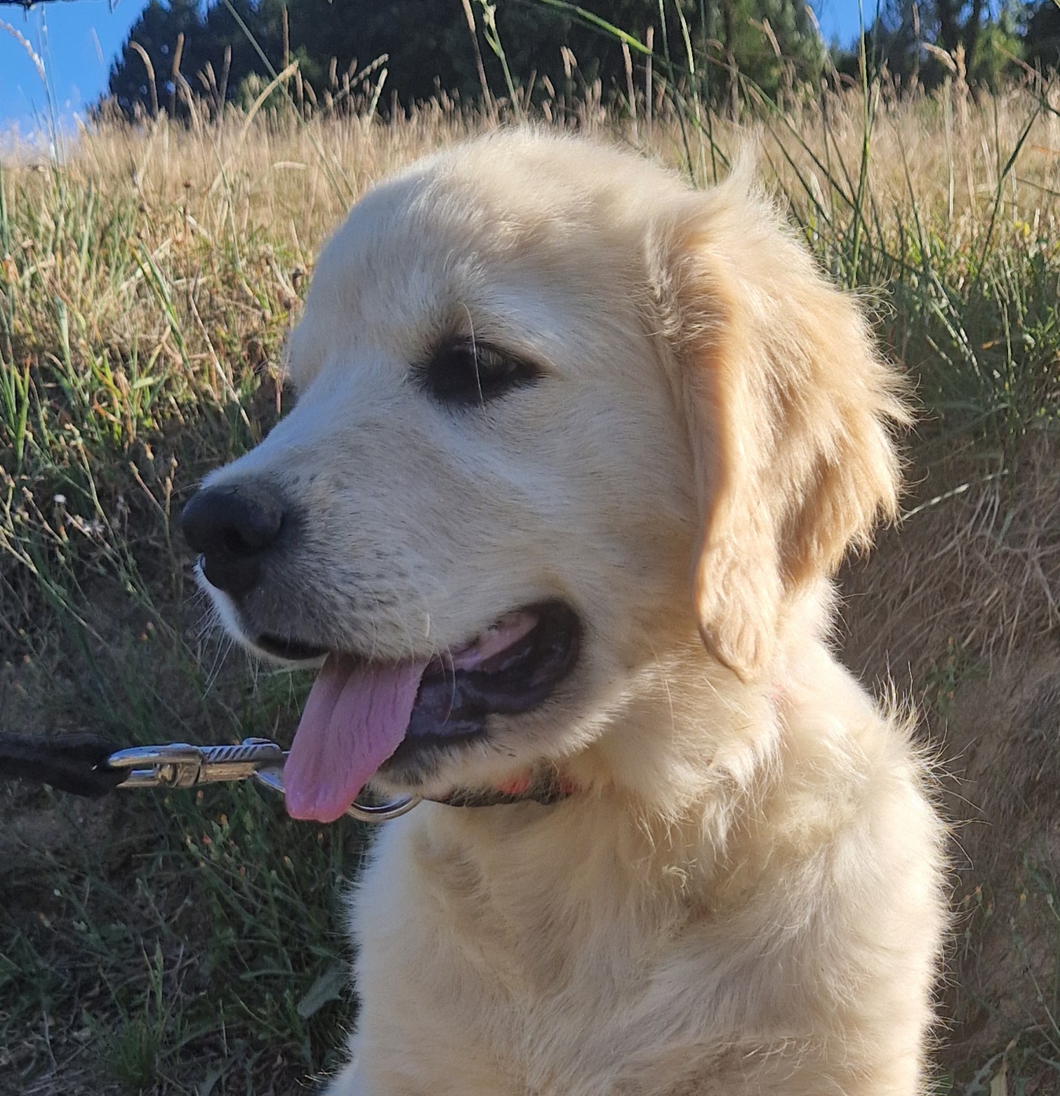 Elevage des terres sacrées chiots labrador, golden retriever, spitz allemand, pension et éducation canine — photo