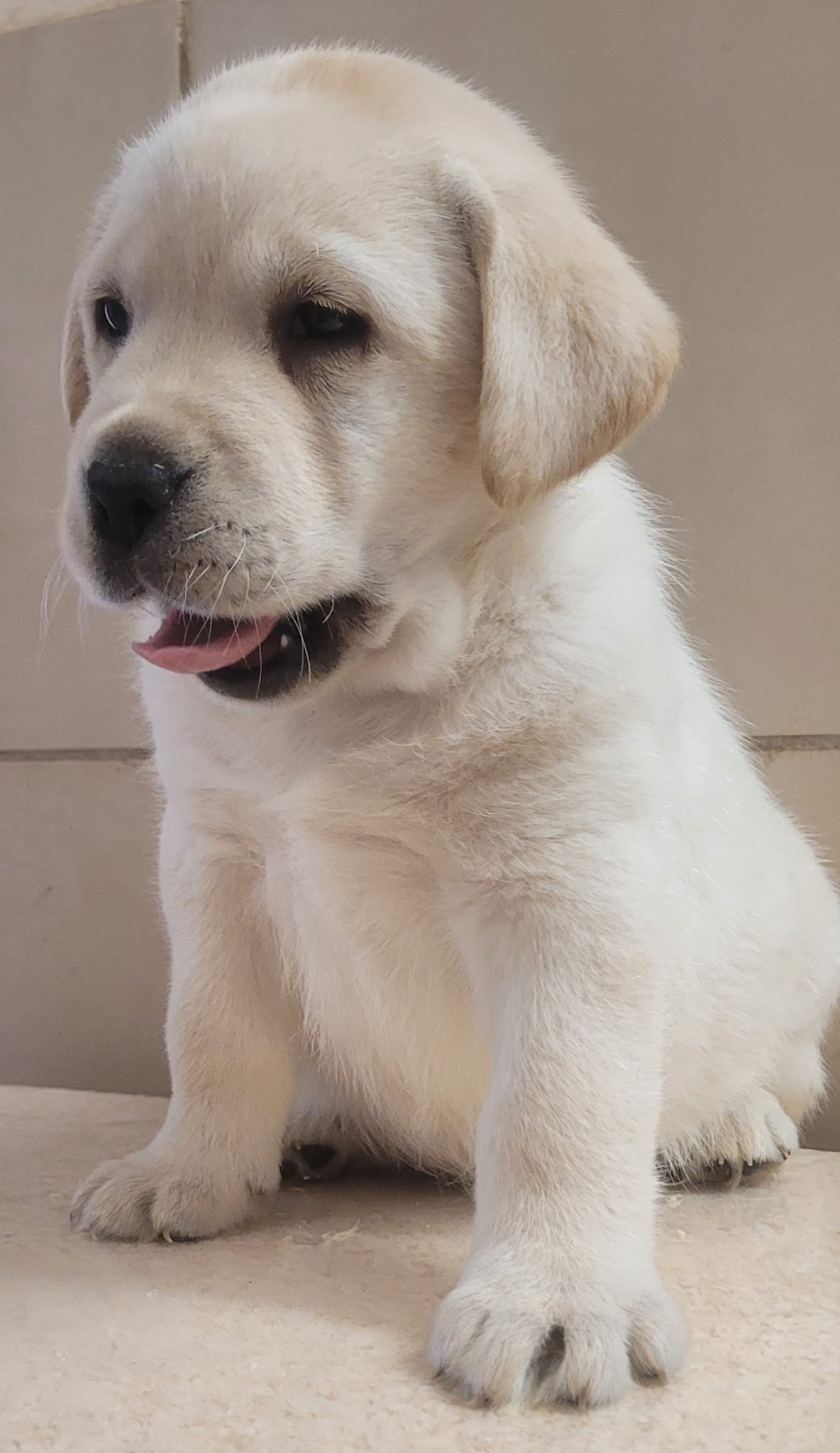 Elevage des terres sacrées chiots labrador, golden retriever, spitz allemand, pension et éducation canine — photo