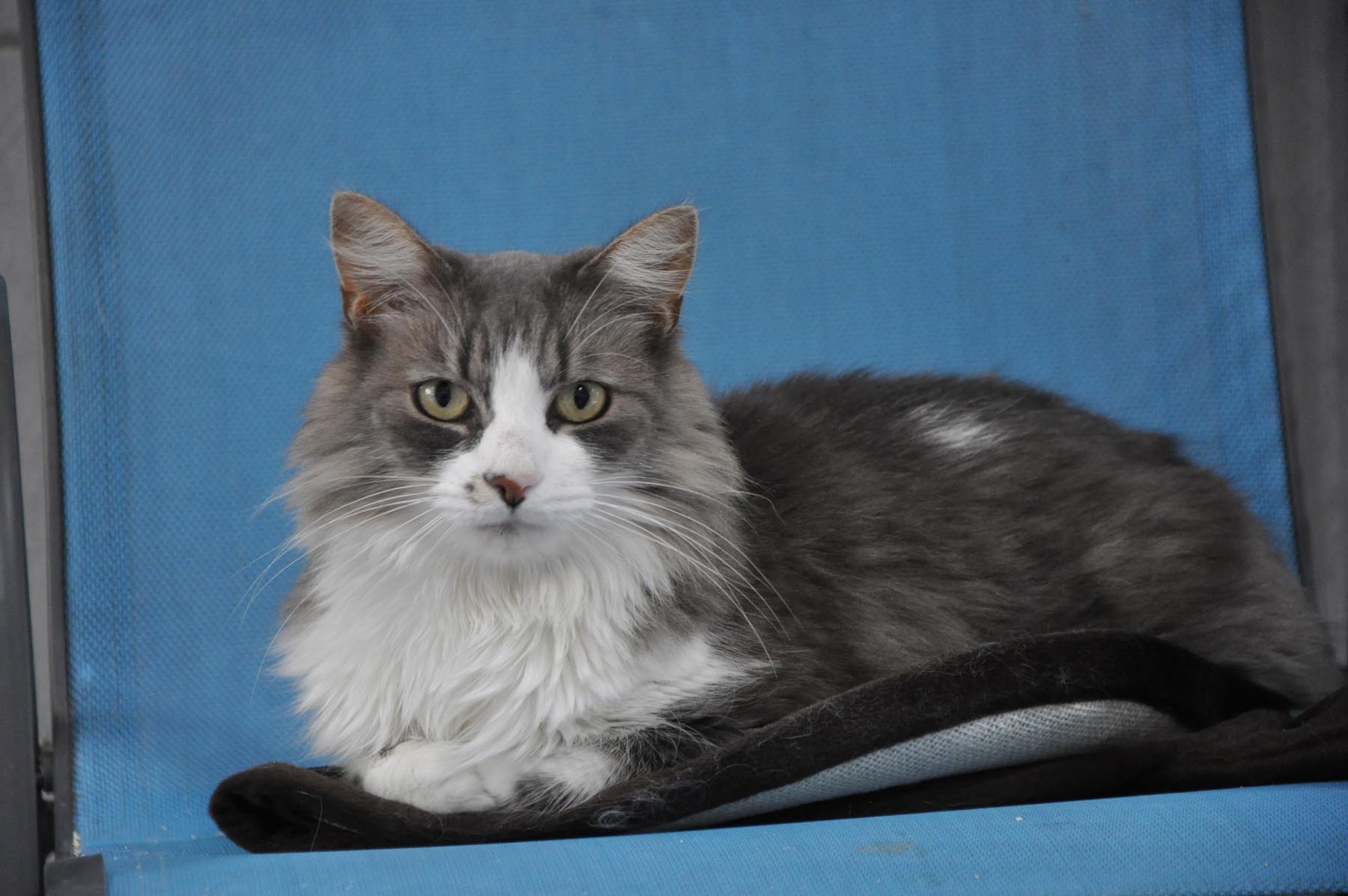 Canicat services, pension chats et chiens — photo