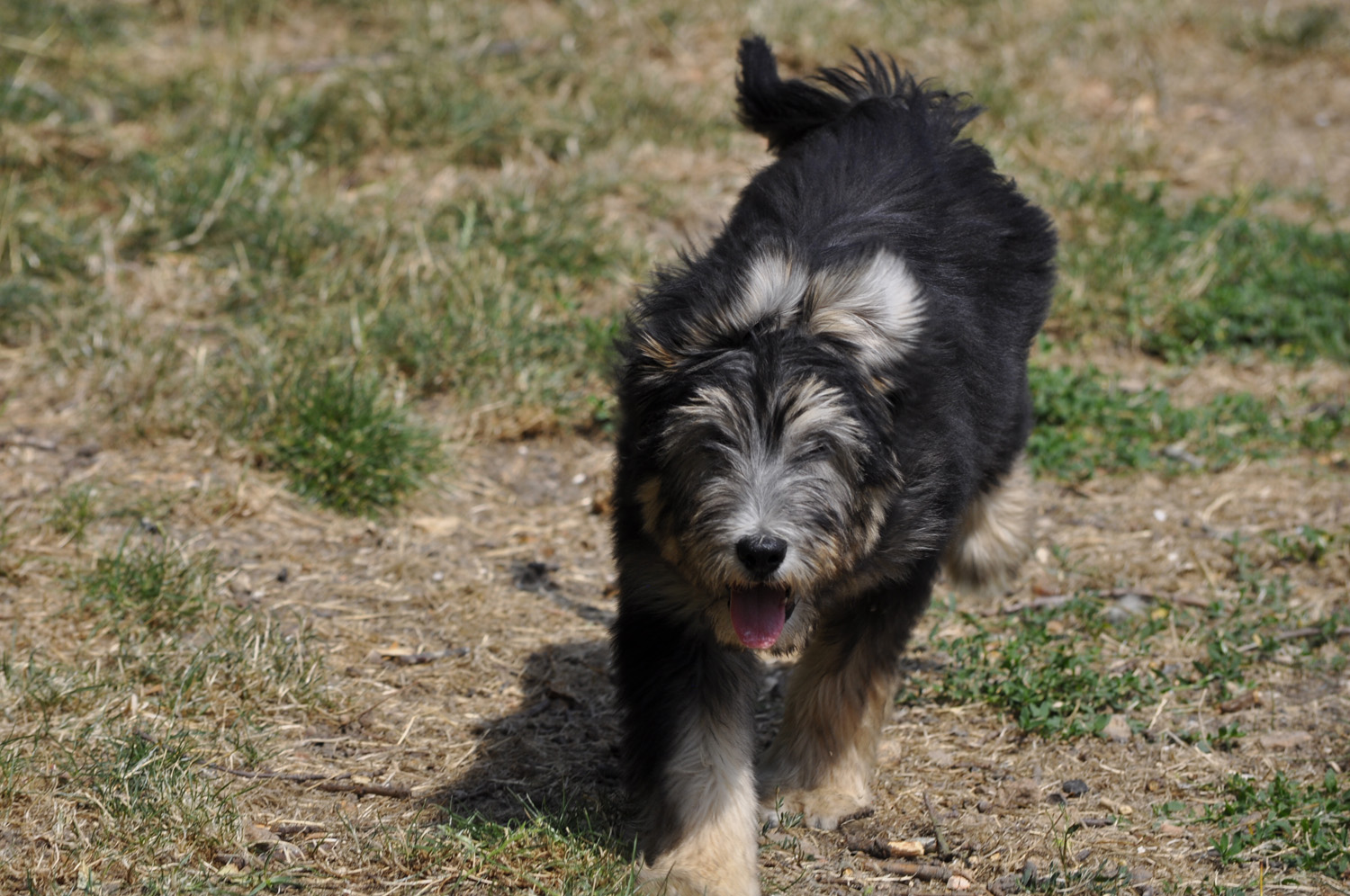 Canicat services, pension chats et chiens — photo