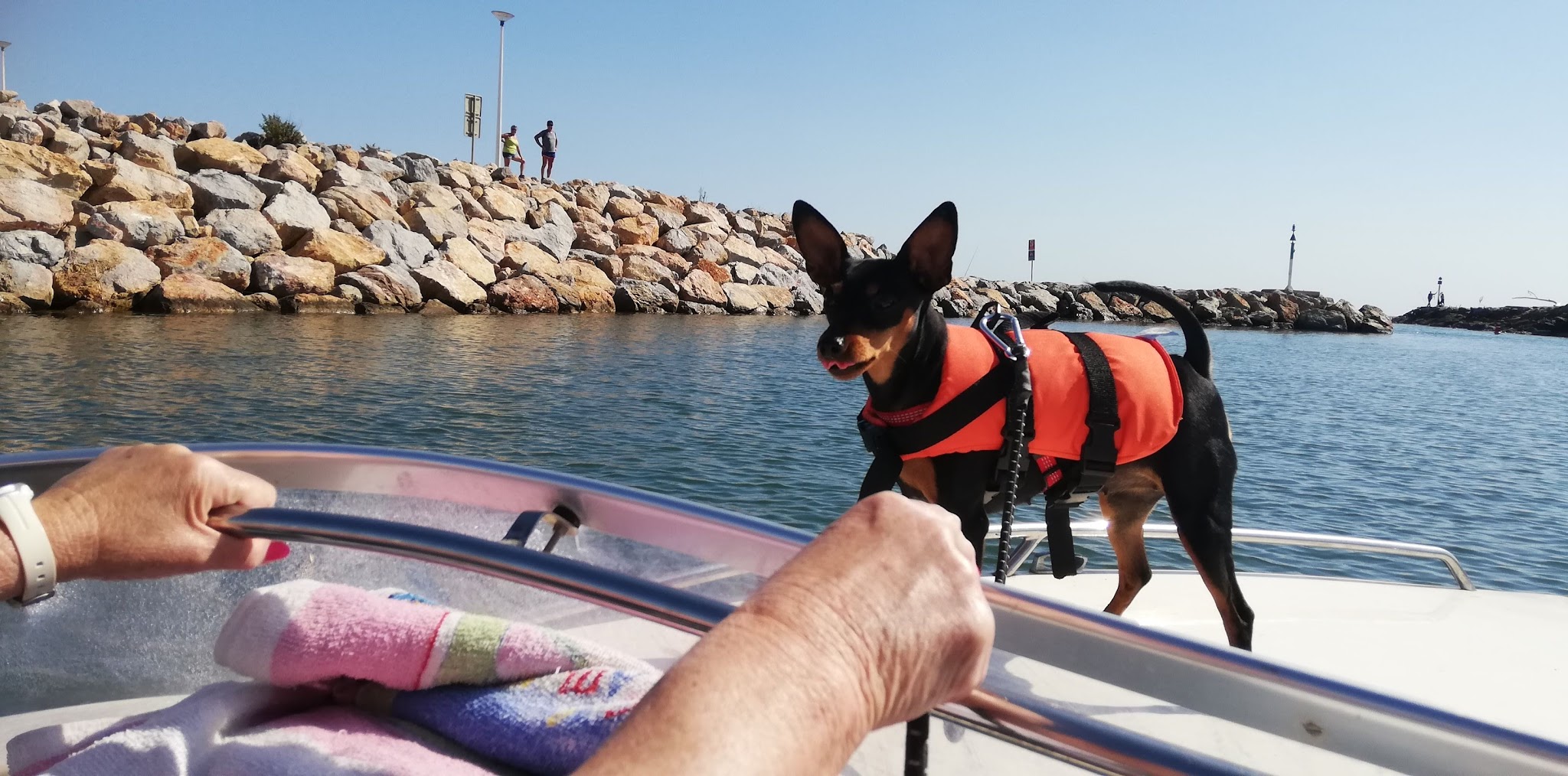 Canicat services, pension chats et chiens — photo