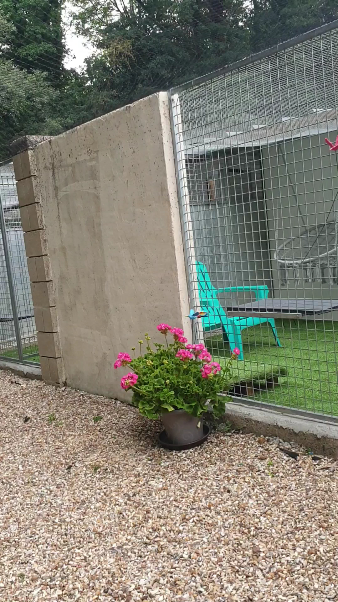 Canicat services, pension chats et chiens — photo