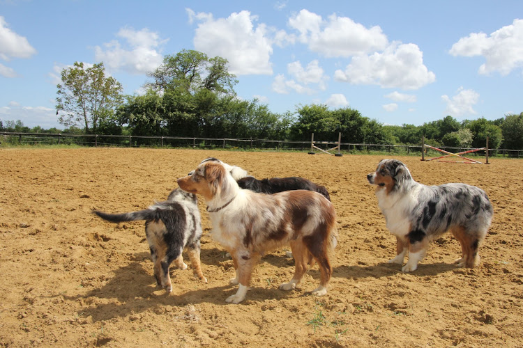 PENSION CANINE et ELEVAGE DU CHAMP DE L'ORMEAU