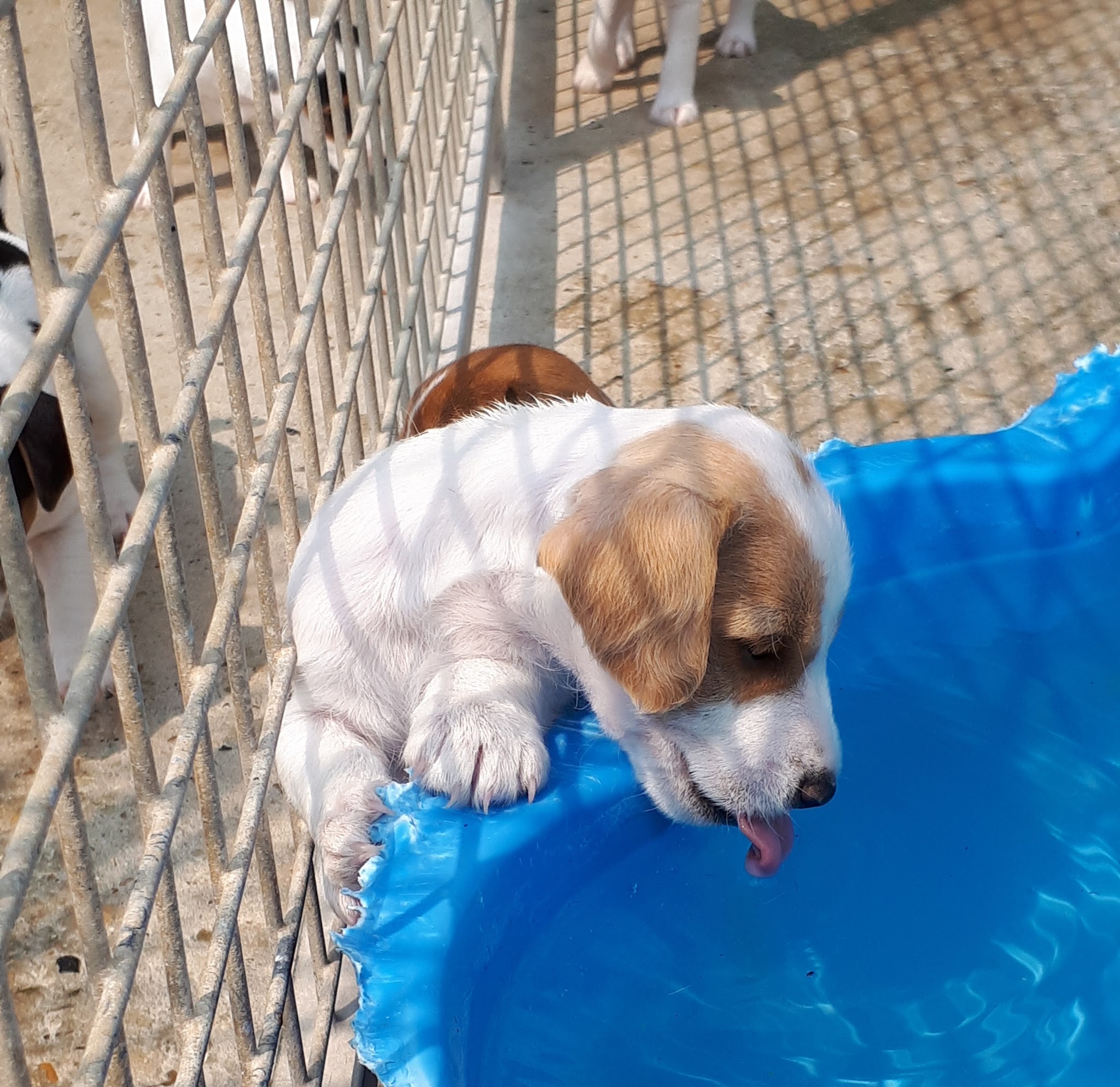 PENSION CANINE et ELEVAGE DU CHAMP DE L'ORMEAU — photo