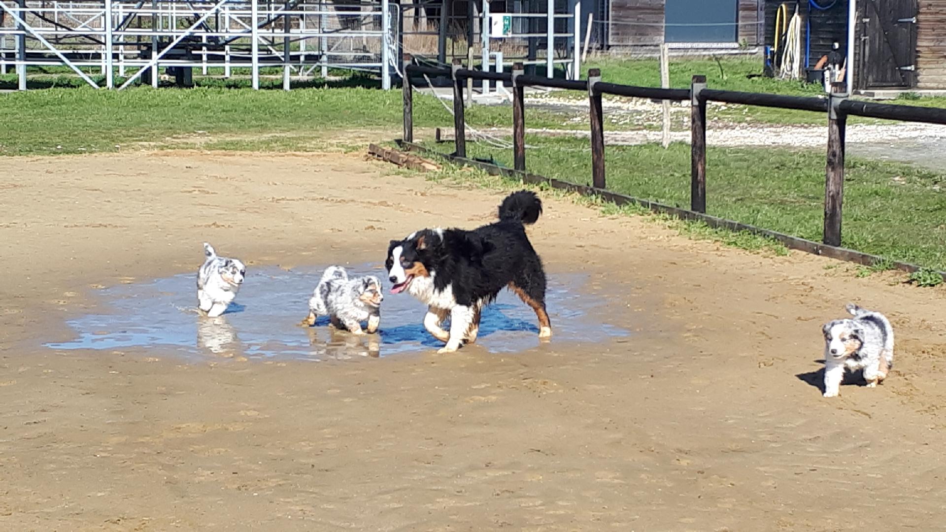 PENSION CANINE et ELEVAGE DU CHAMP DE L'ORMEAU — photo