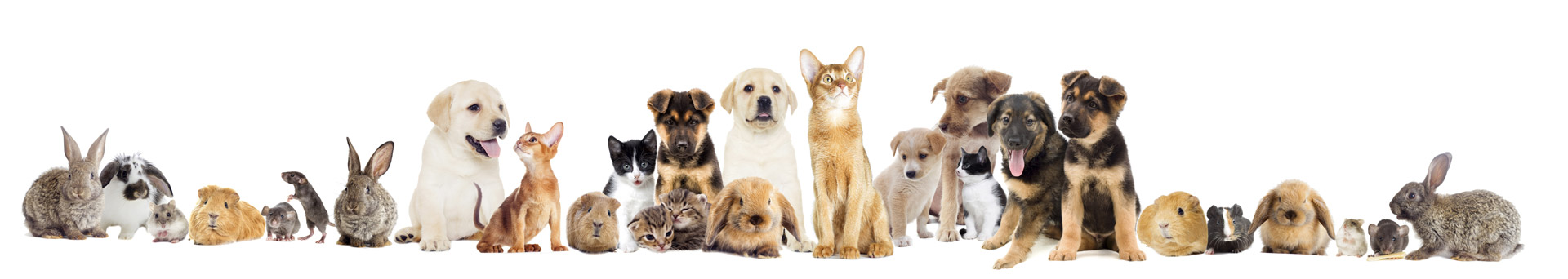 ANIMAL HOME SERVICE