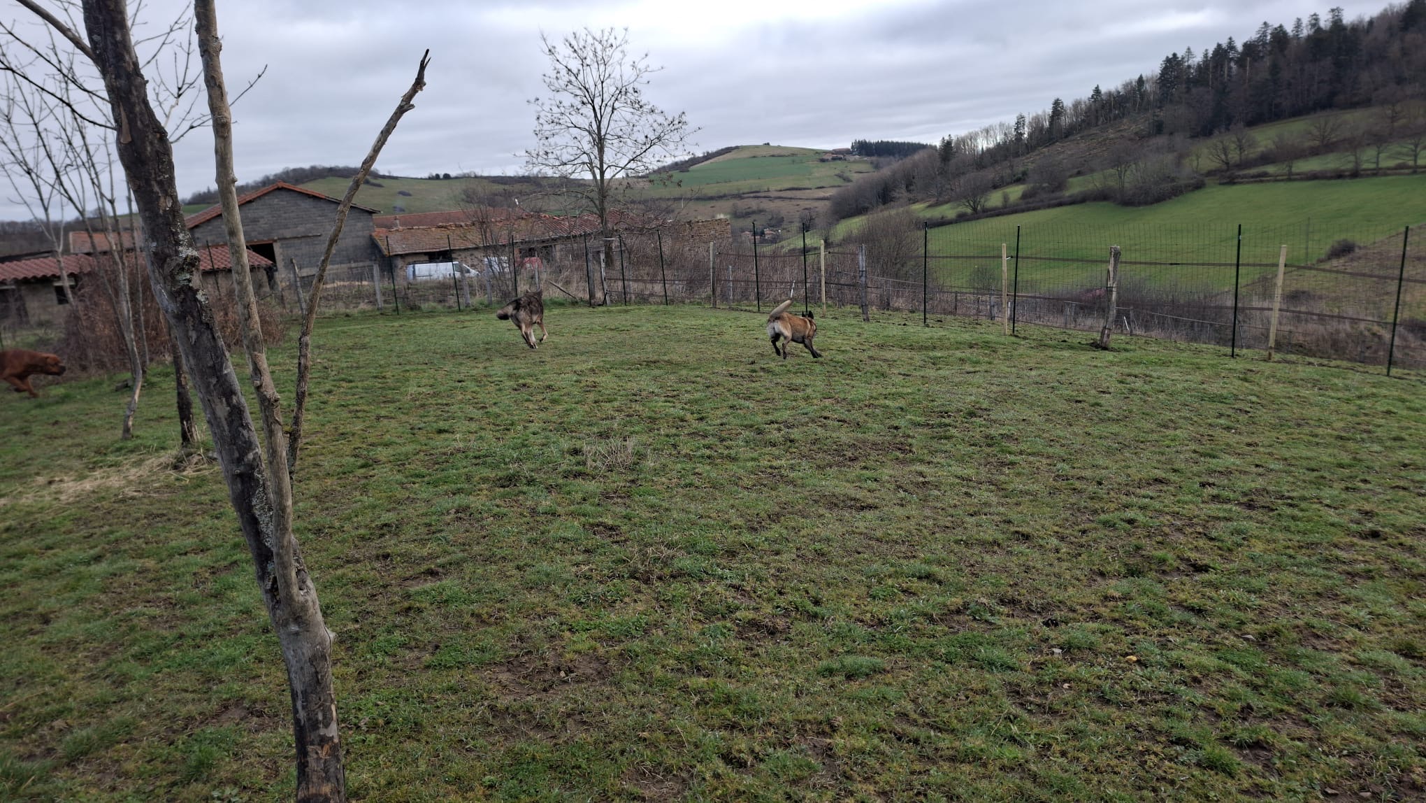 DB DOGS - Education canine et pension en meute — photo