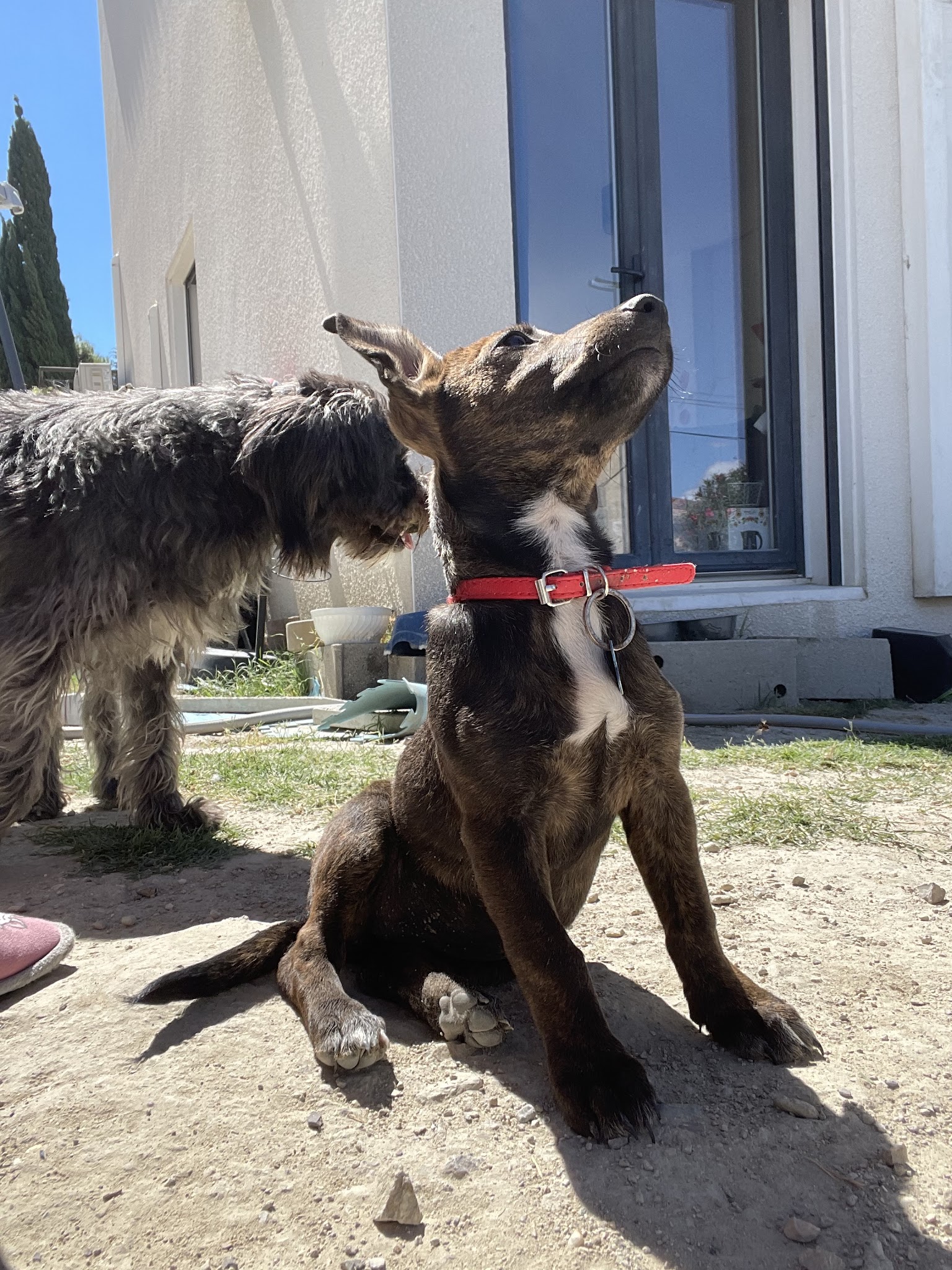 Lespi Love Dog — photo
