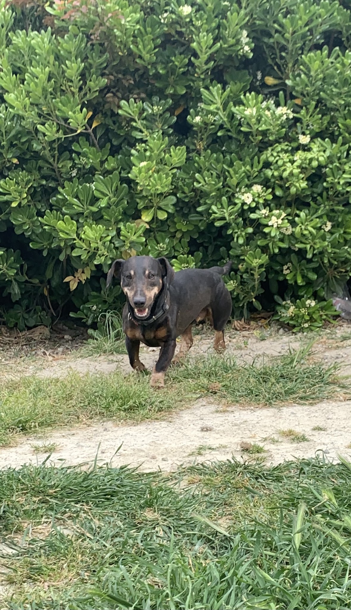 Lespi Love Dog — photo