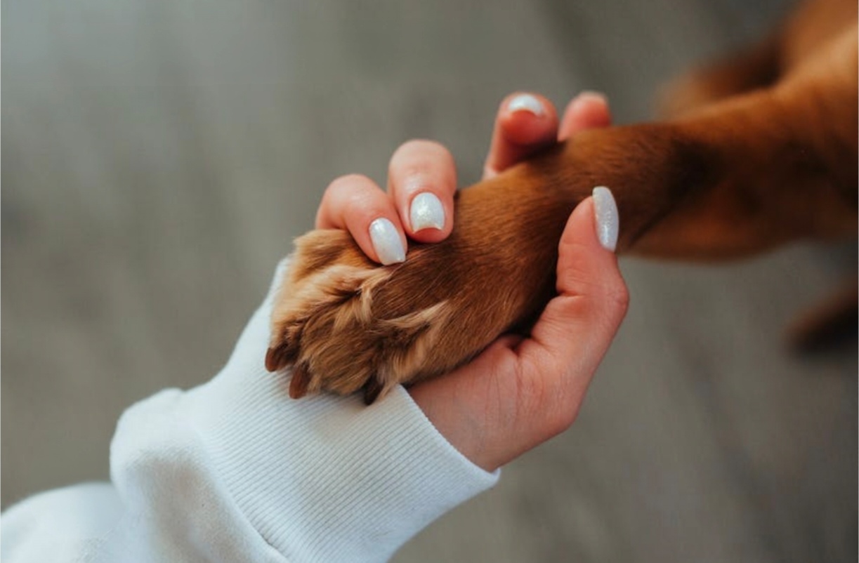Compagnons à domicile — photo