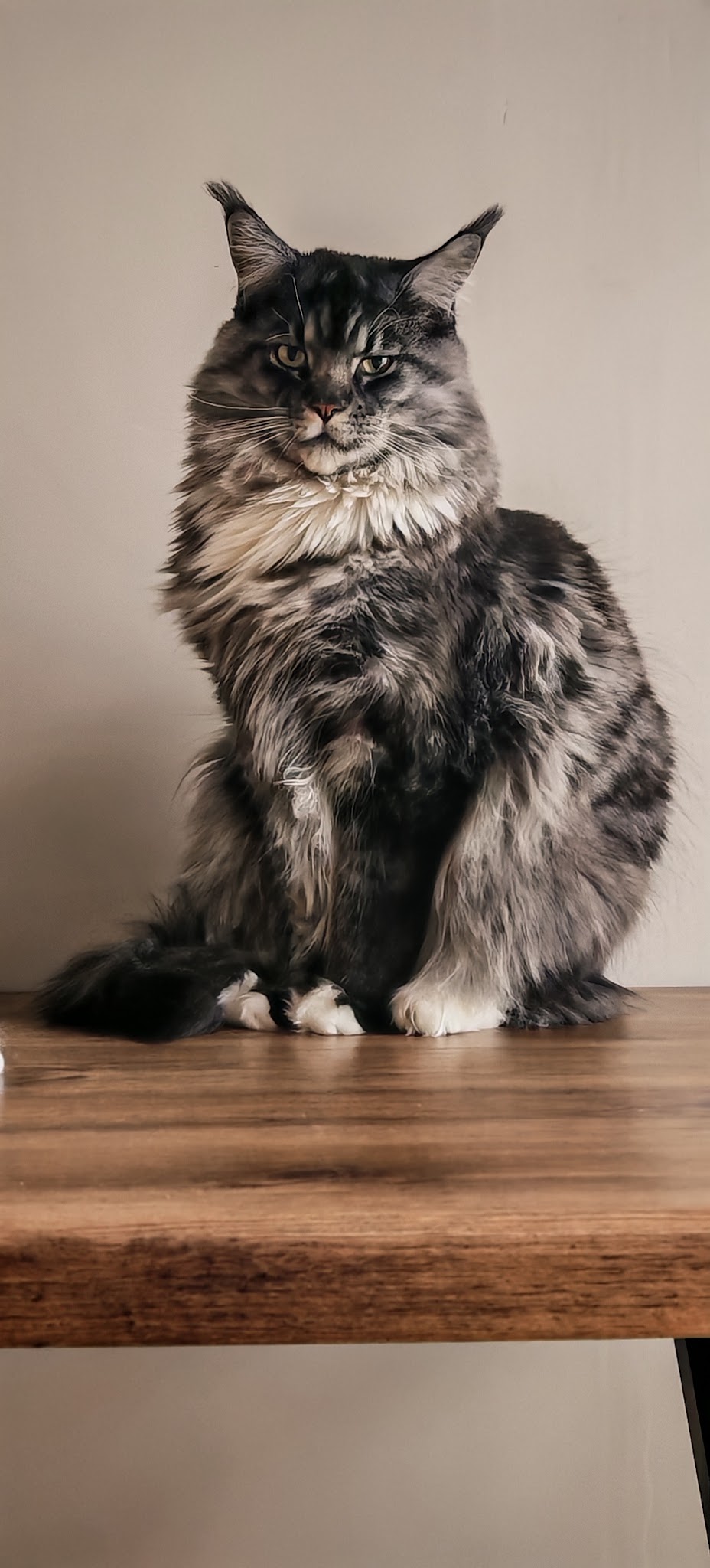 Compagnons à domicile — photo