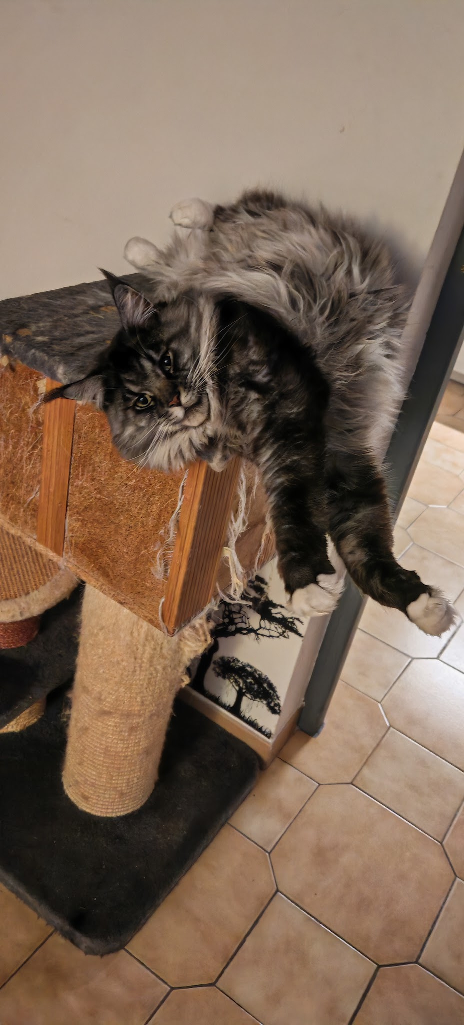 Compagnons à domicile — photo