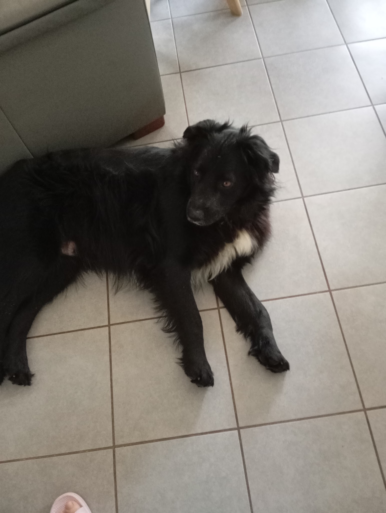 Pension Canine Oslo et Colo et Elevage le furet colo — photo