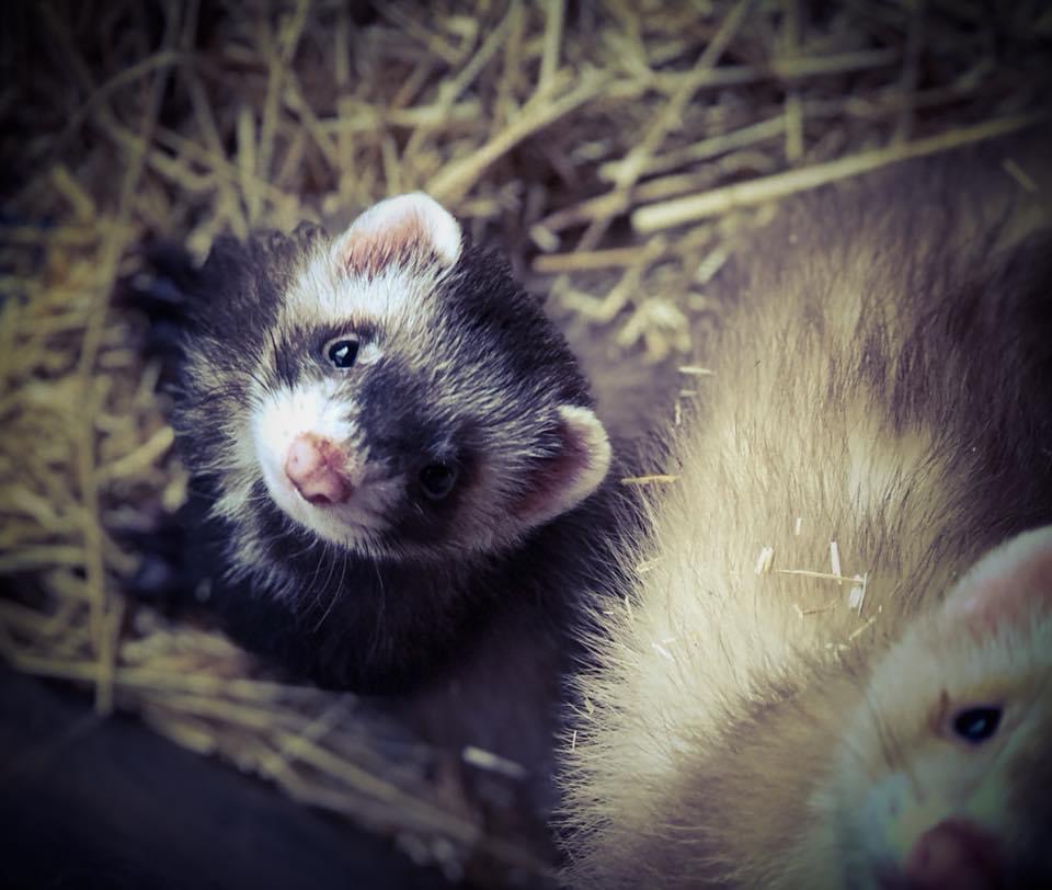 Pension Canine Oslo et Colo et Elevage le furet colo — photo