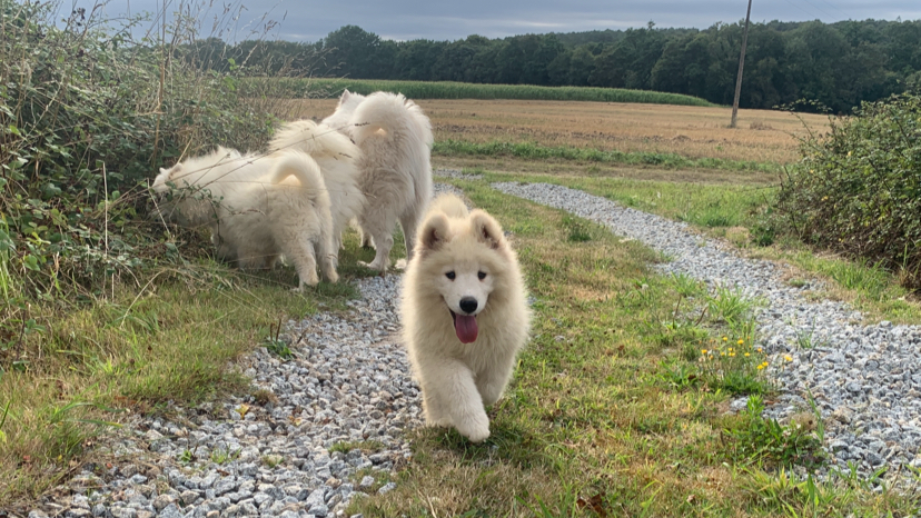 Pension Canine Oslo et Colo et Elevage le furet colo