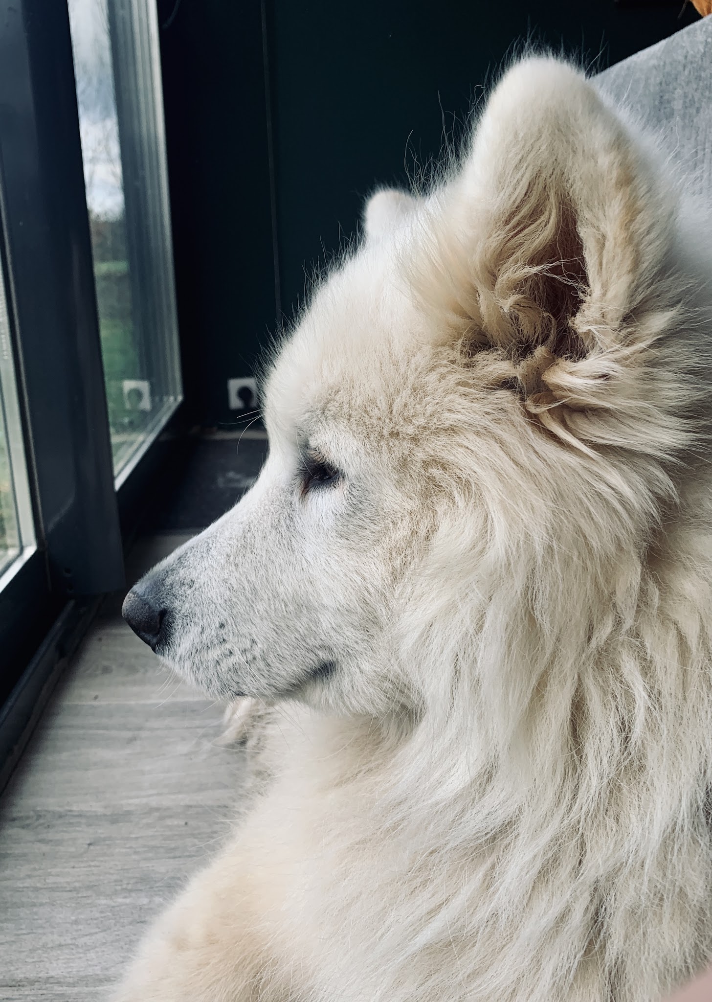 Pension Canine Oslo et Colo et Elevage le furet colo — photo