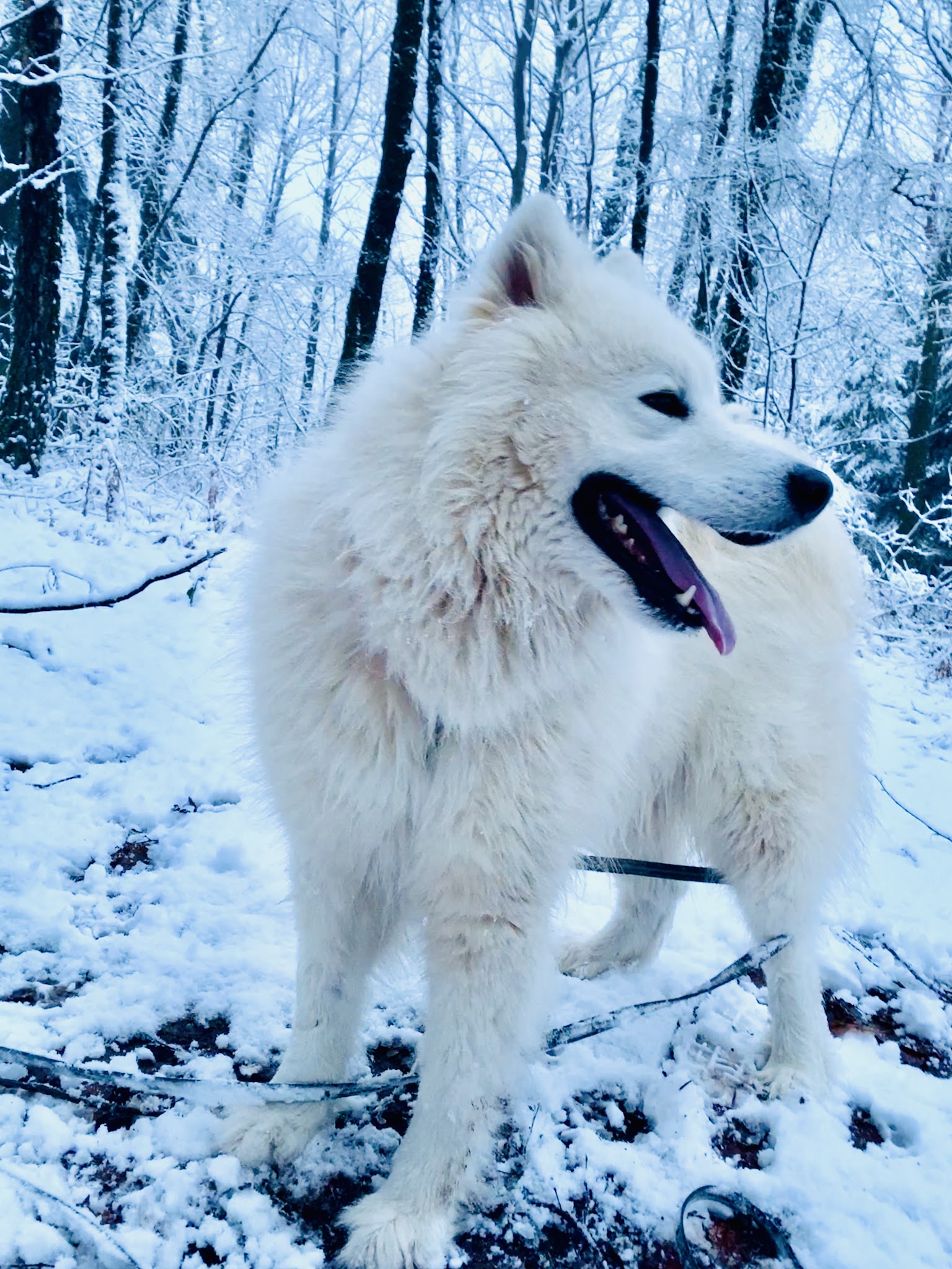 Pension Canine Oslo et Colo et Elevage le furet colo — photo