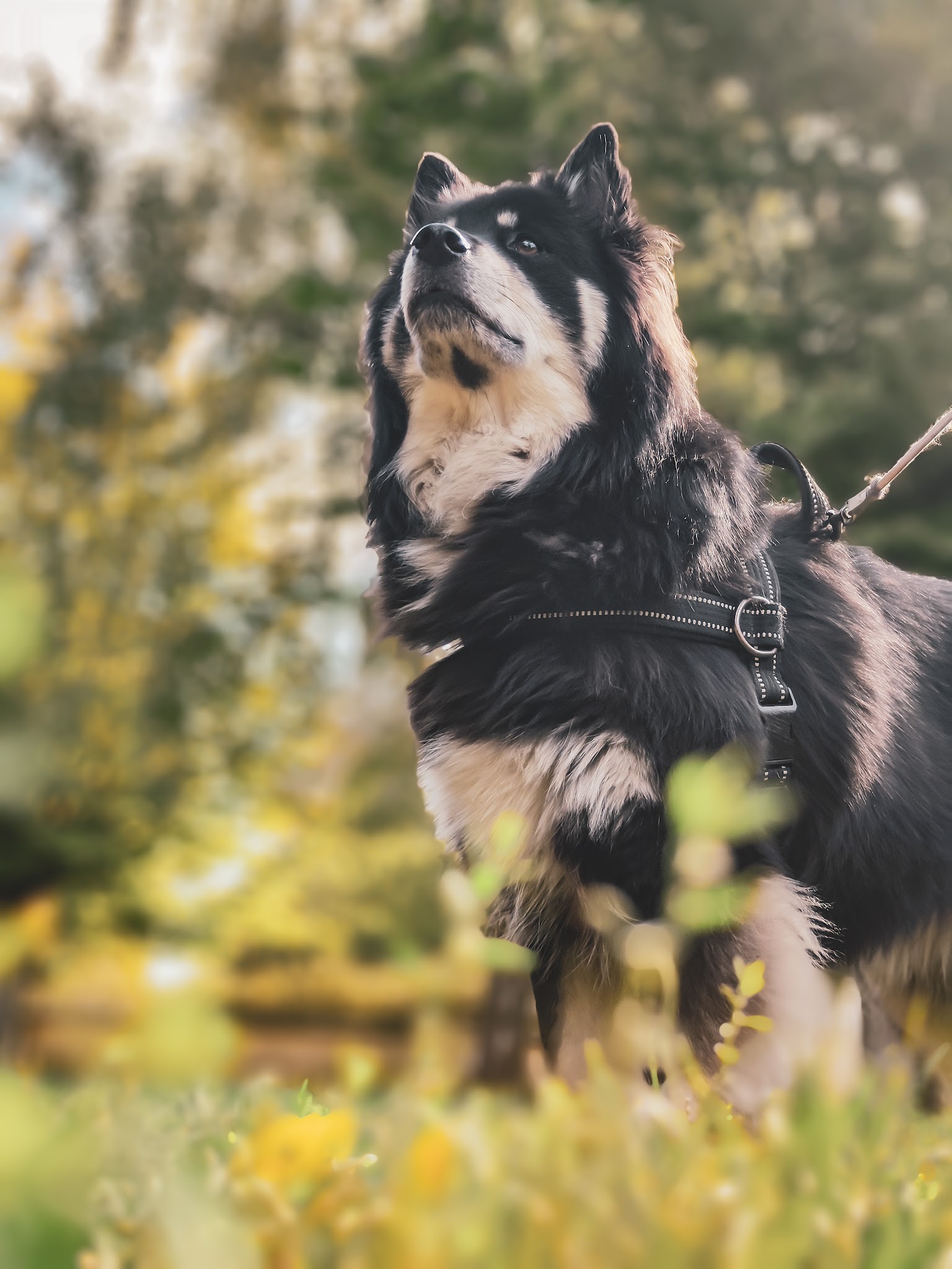 Les Animaux des Dômes — photo