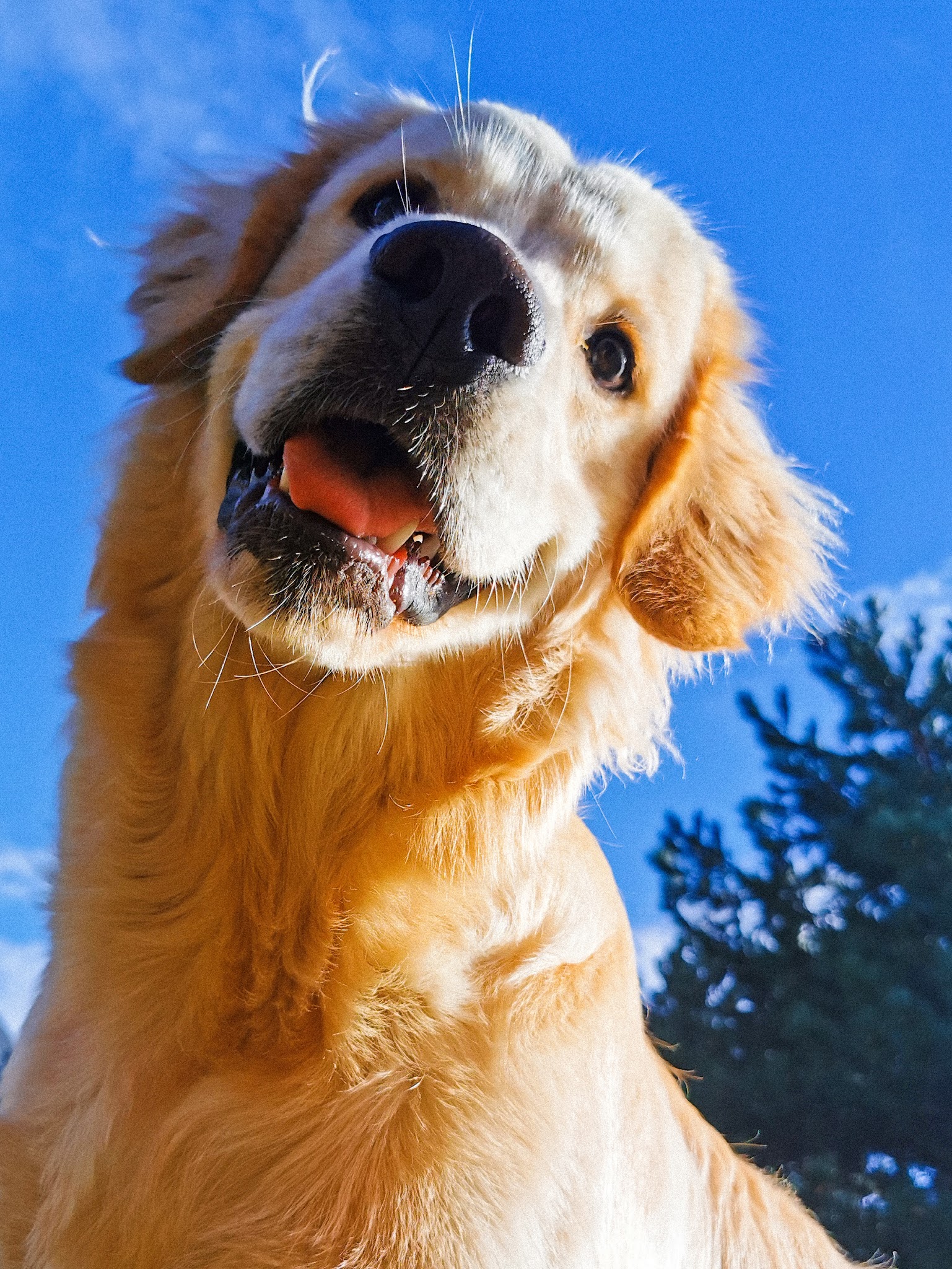Les Animaux des Dômes — photo