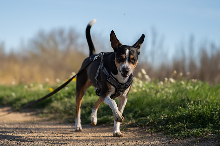 Can'IDEAL - Educatrice et comportementaliste Canin