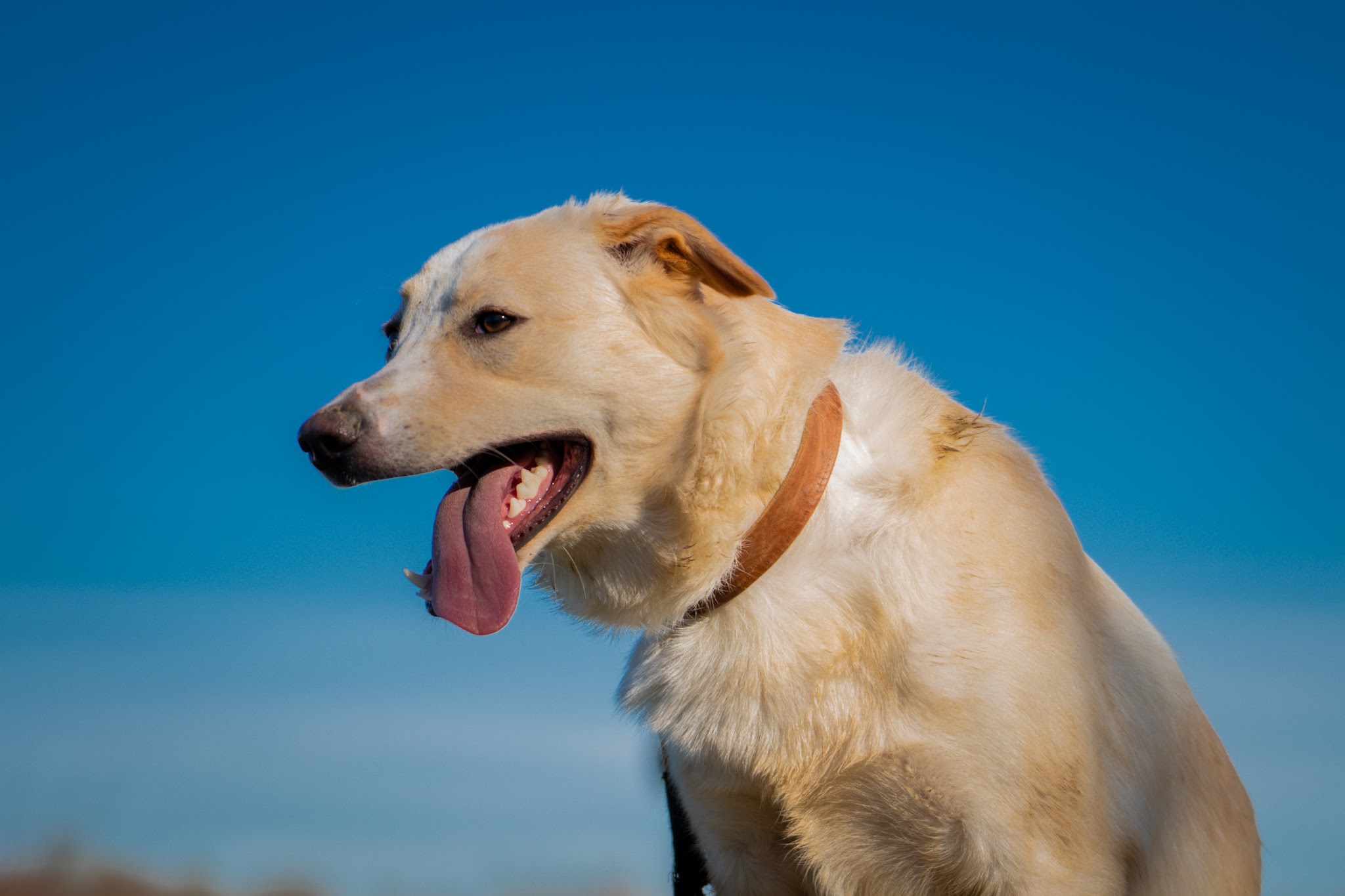 Can'IDEAL - Educatrice et comportementaliste Canin — photo