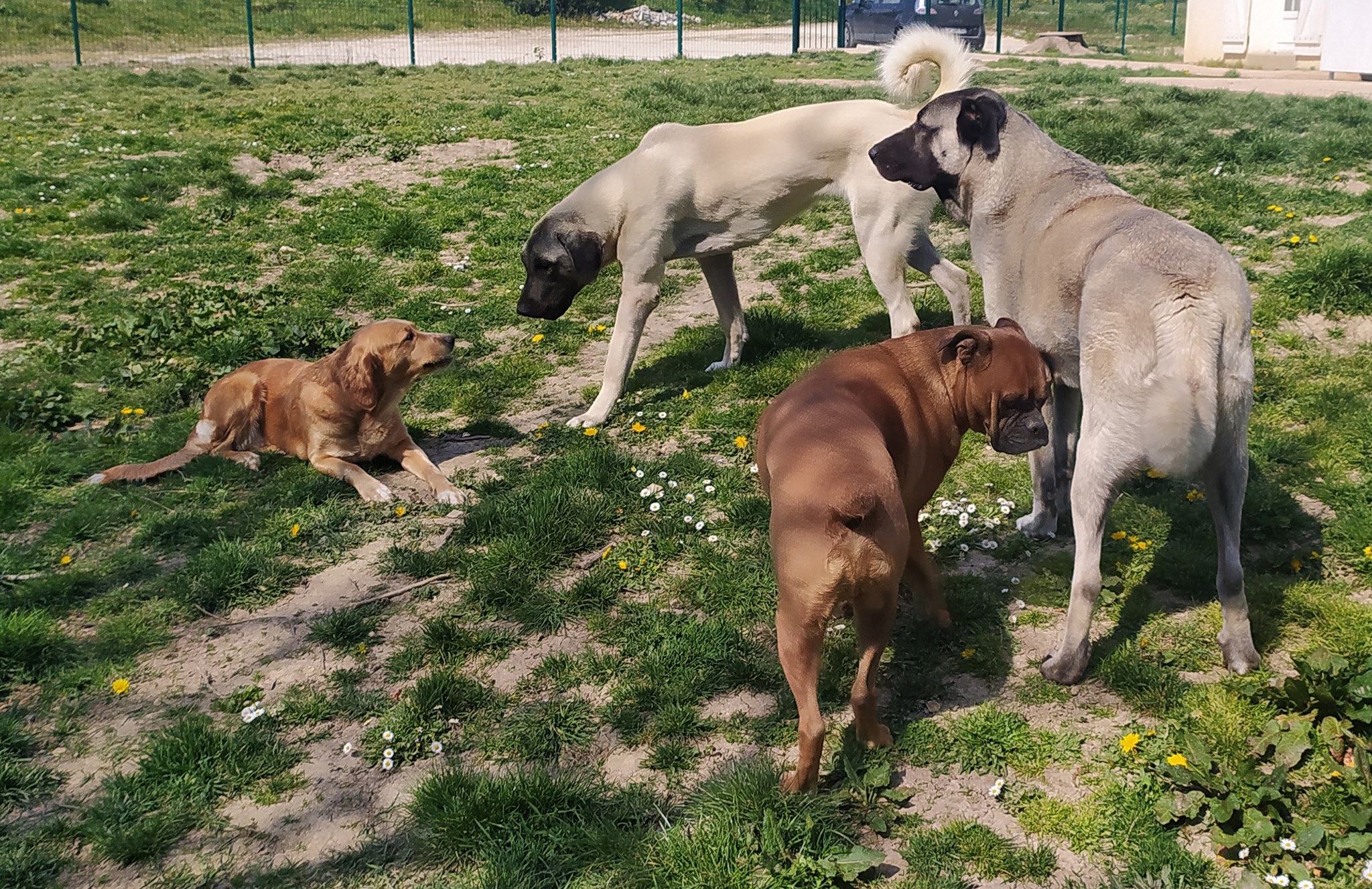 nDogs Center — photo