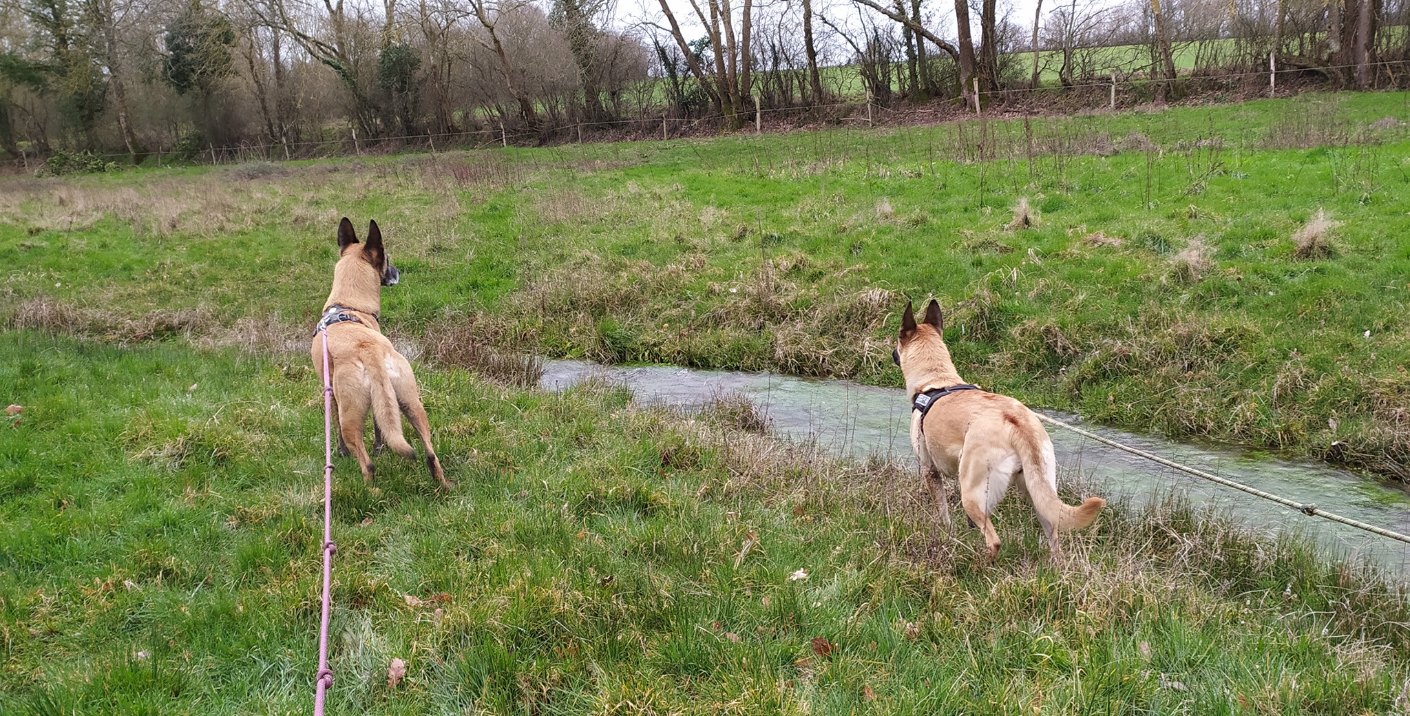 nDogs Center — photo
