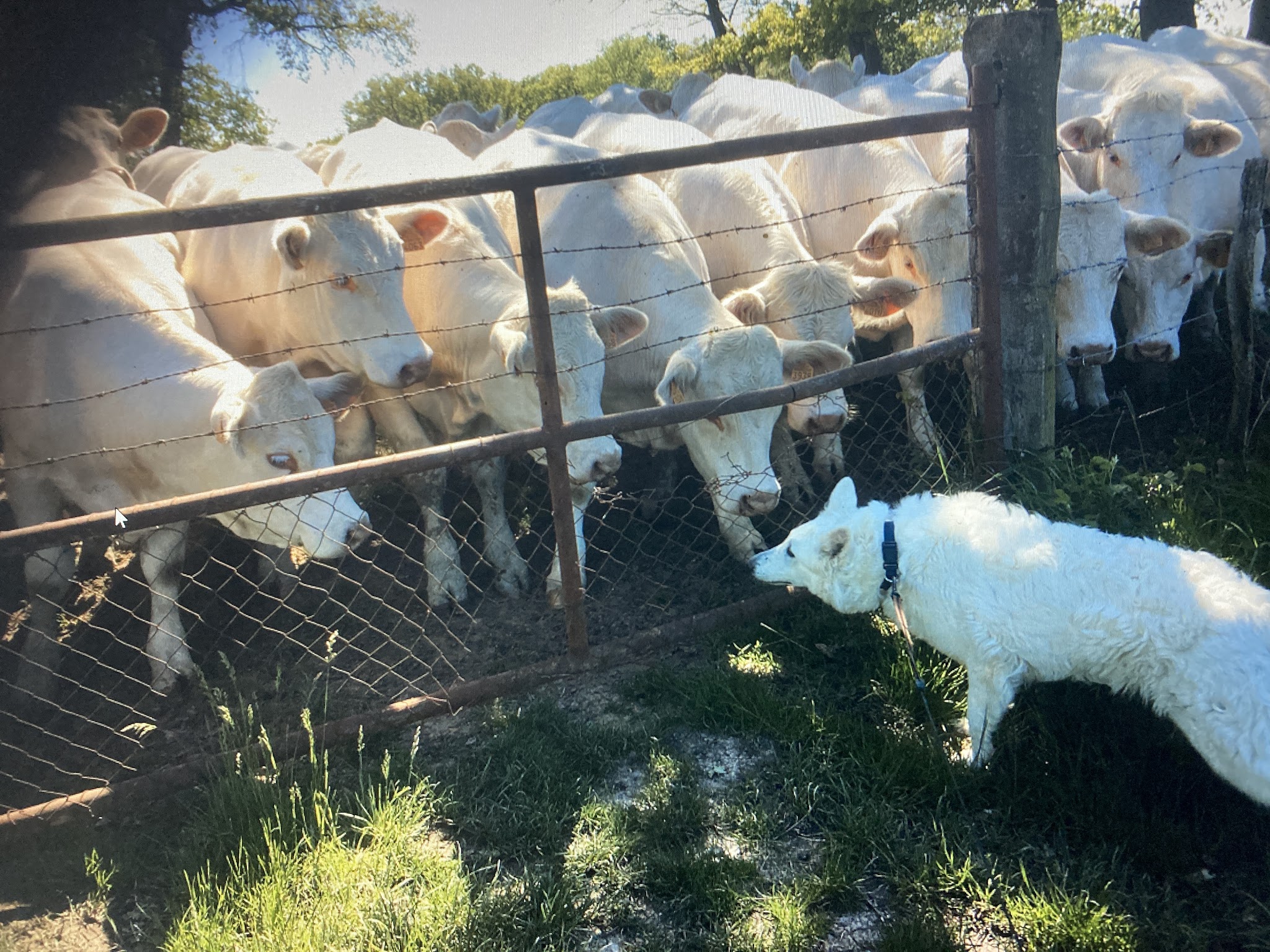 pension chiens et chats roanne — photo
