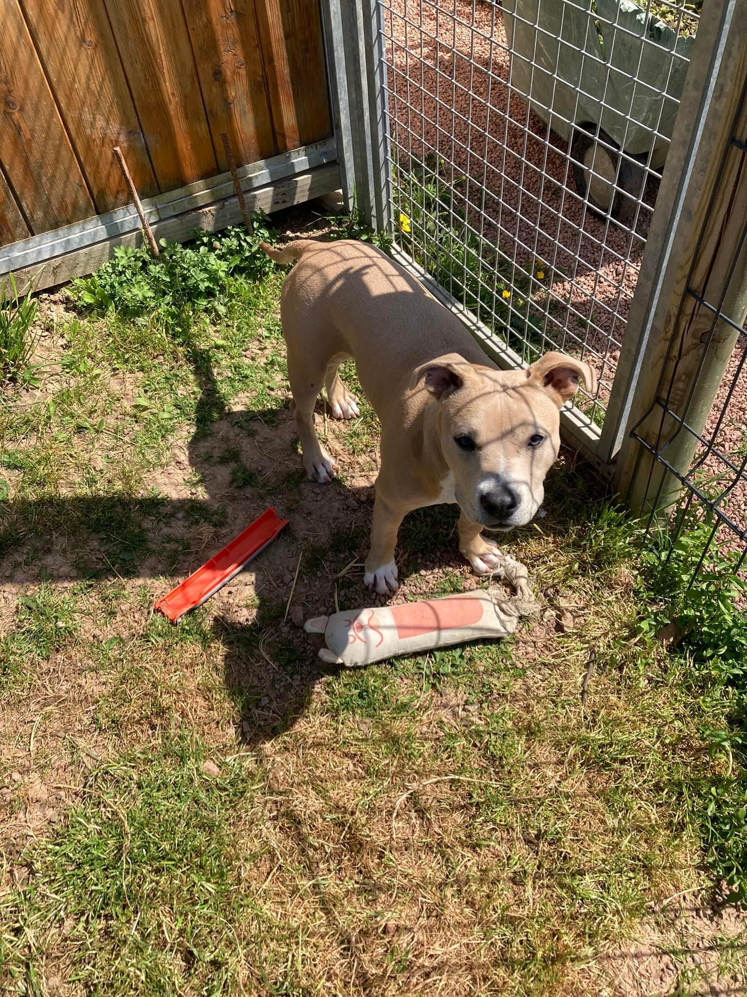 pension chiens et chats roanne — photo