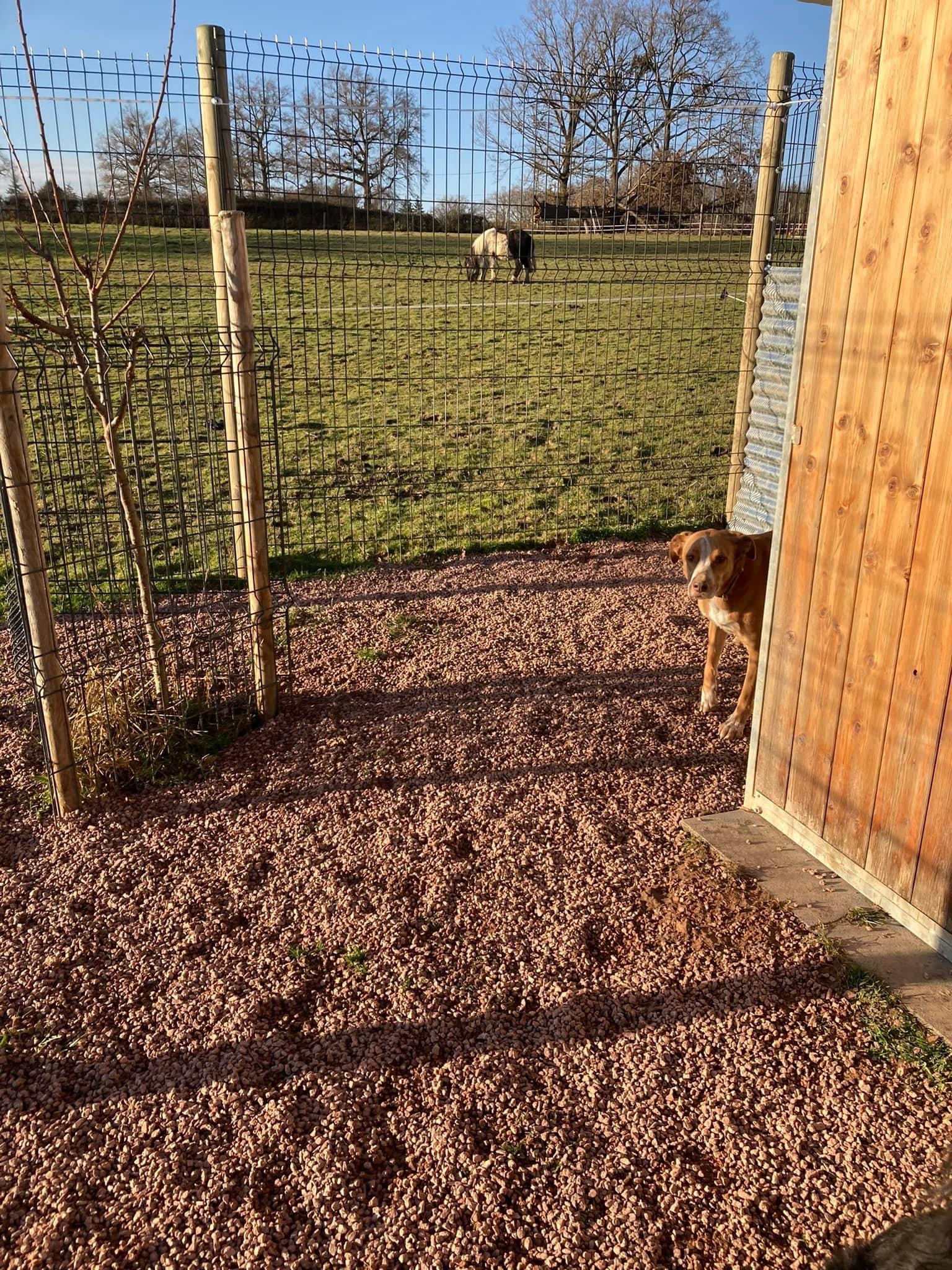 pension chiens et chats roanne — photo