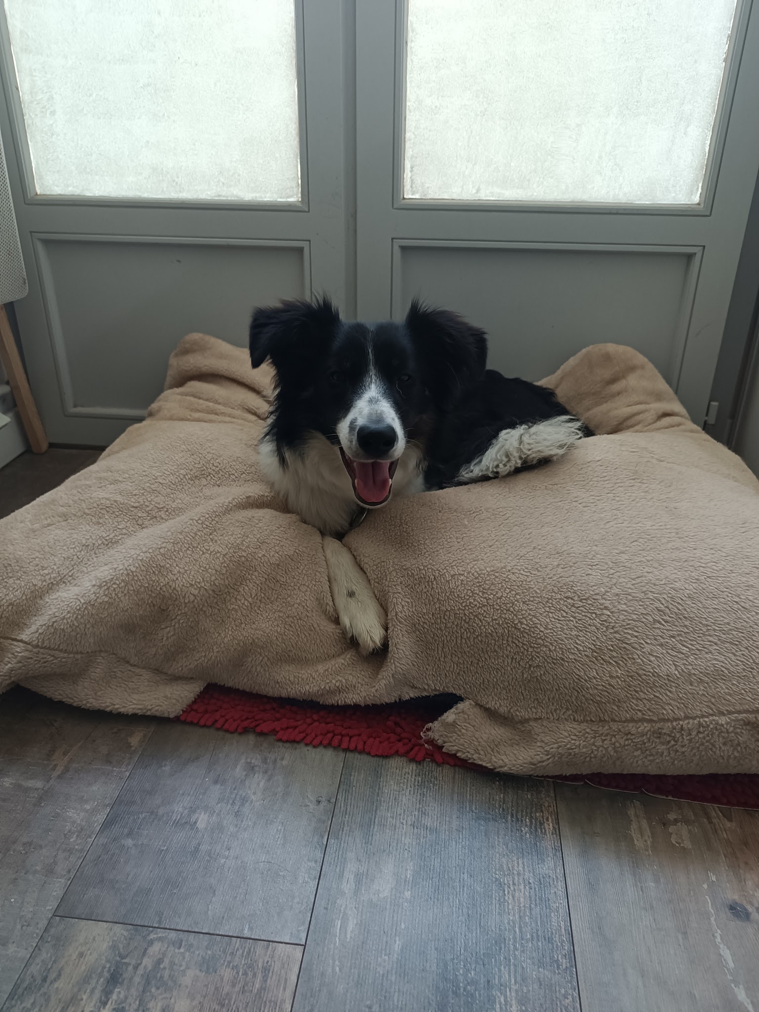 Pension familiale canine et féline à La Limouzinière (Loire Atlantique) — photo