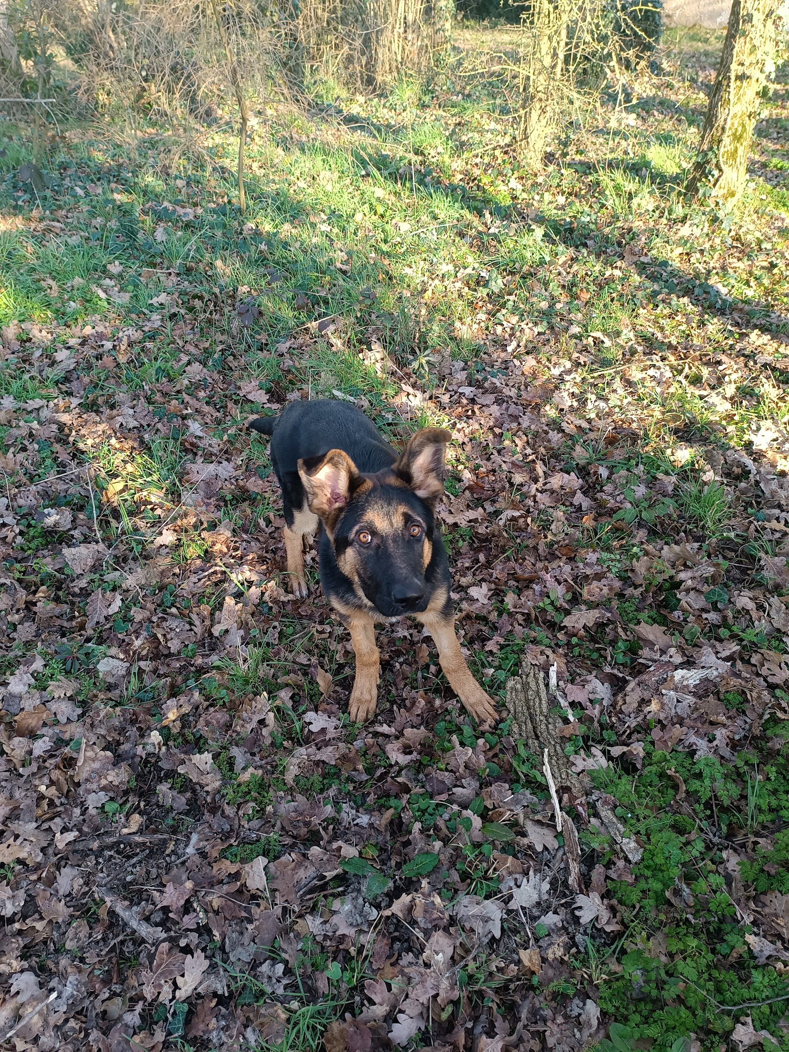Pension familiale canine et féline à La Limouzinière (Loire Atlantique)