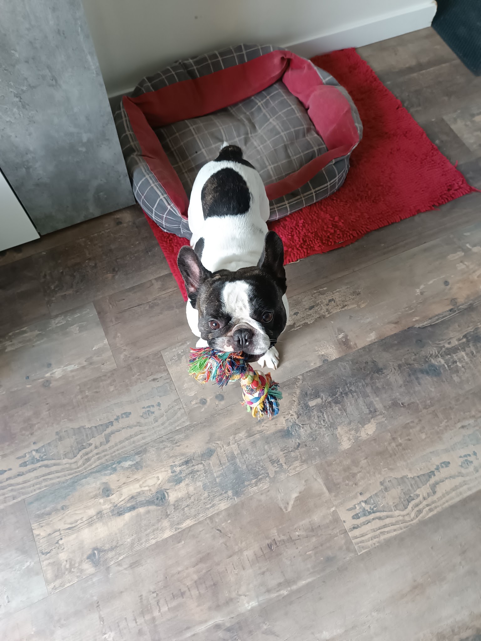 Pension familiale canine et féline à La Limouzinière (Loire Atlantique) — photo