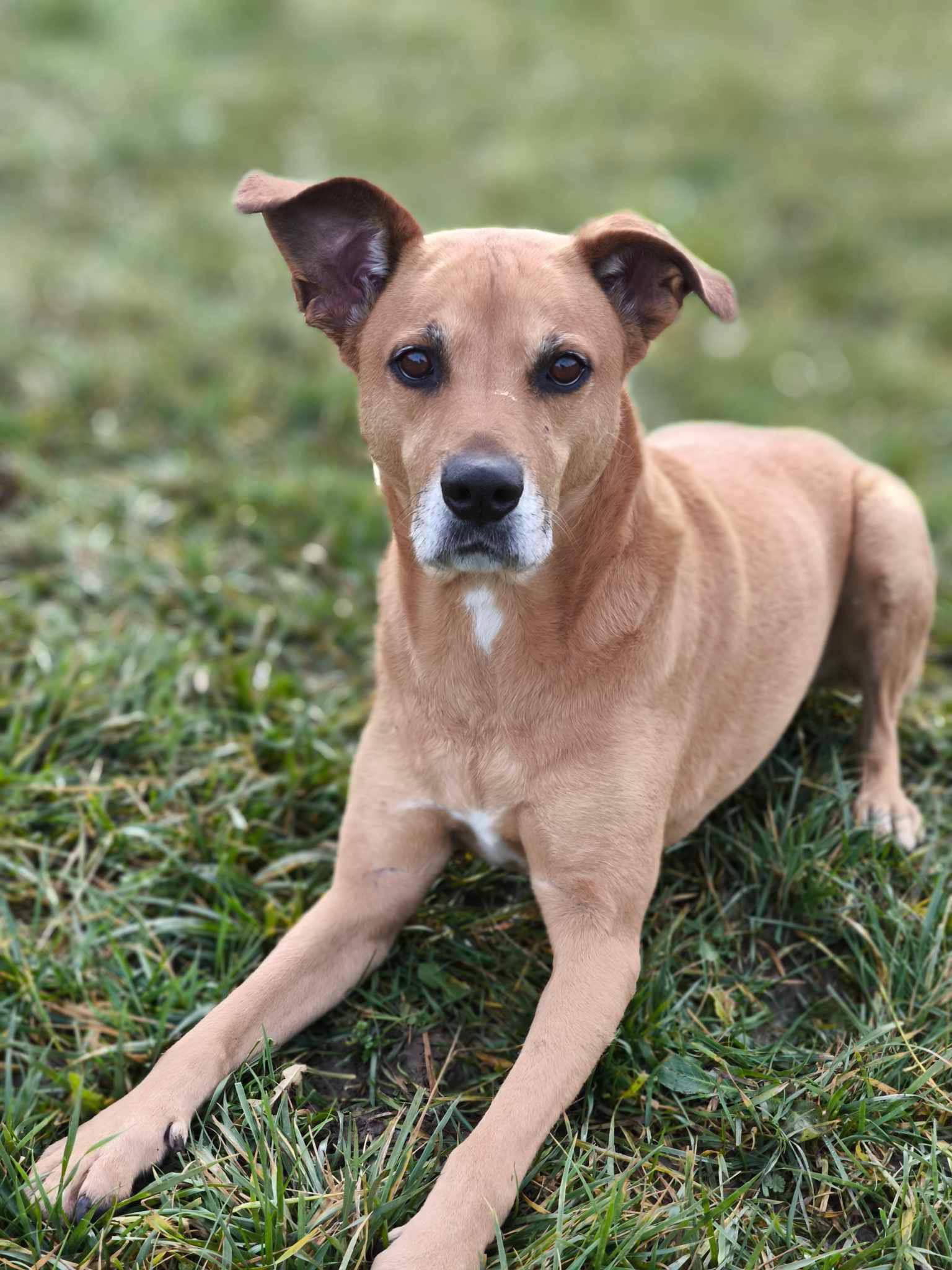 Pension canine et féline du domaine des Flèches d’Artémis — photo