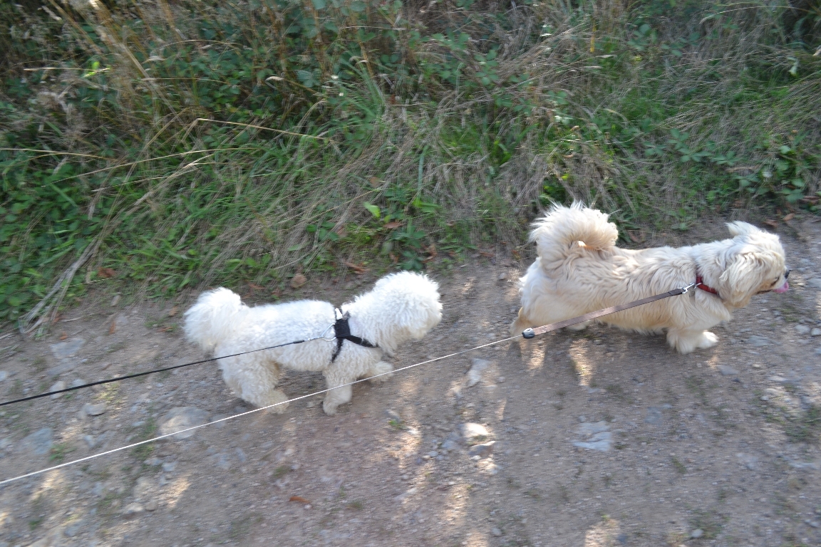 Pension Canine Le Domaine de Myrtille — photo