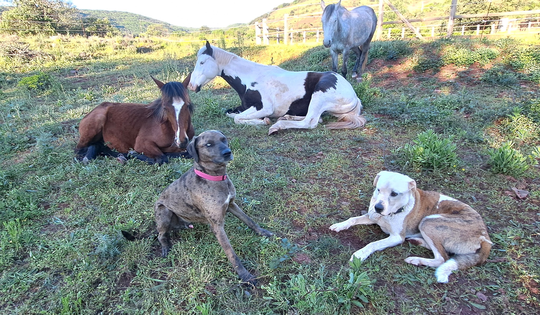 Educanin34 - Pension et Education canine — photo