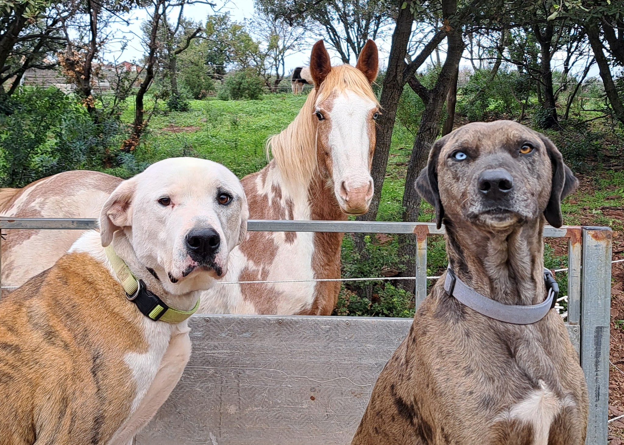 Educanin34 - Pension et Education canine