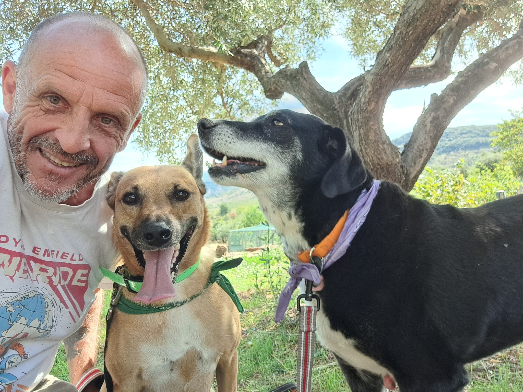 Educanin34 - Pension et Education canine — photo