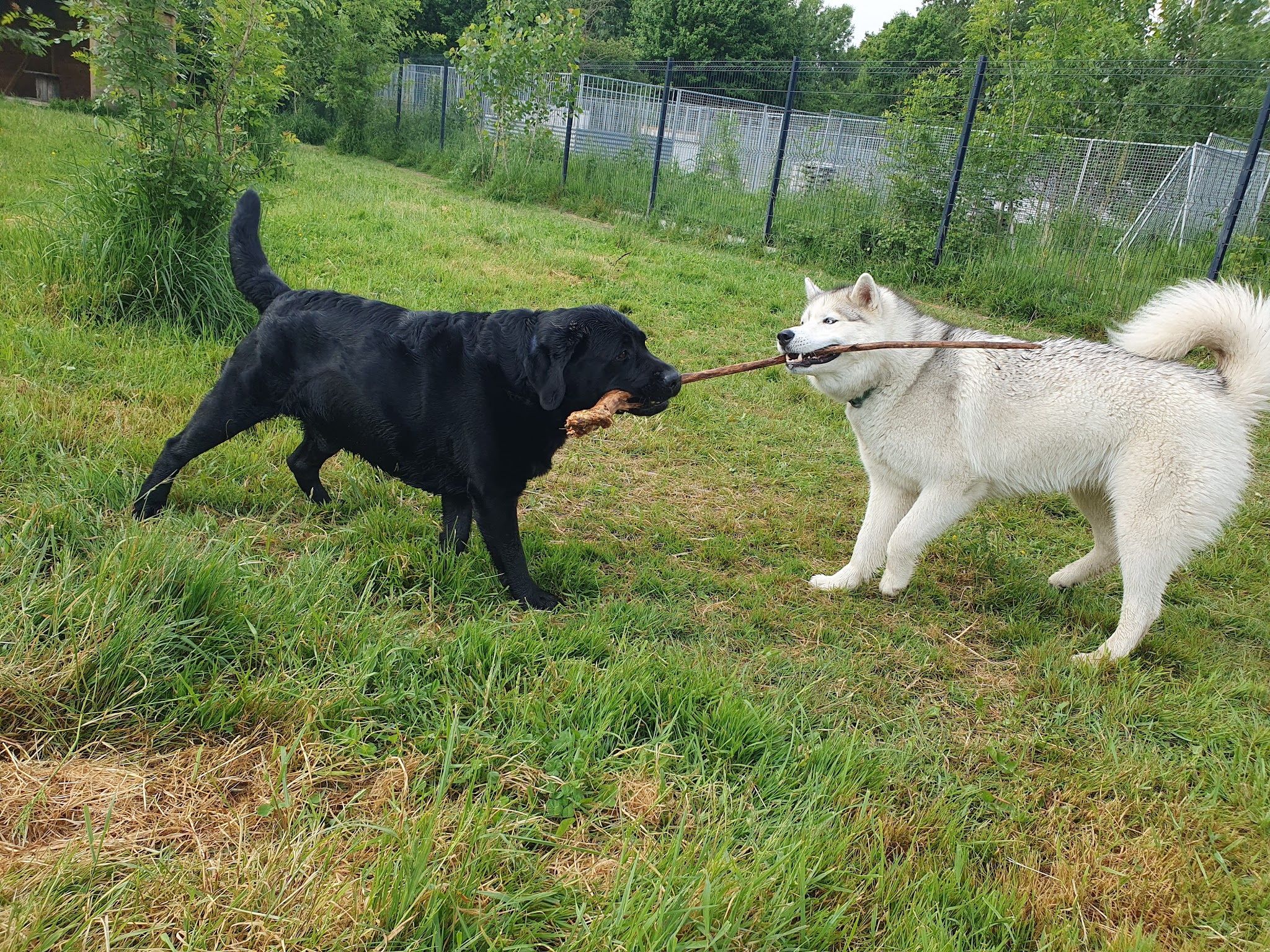 Phoenix Garden (Pension canine) UNIQUEMENT SUR RDV — photo